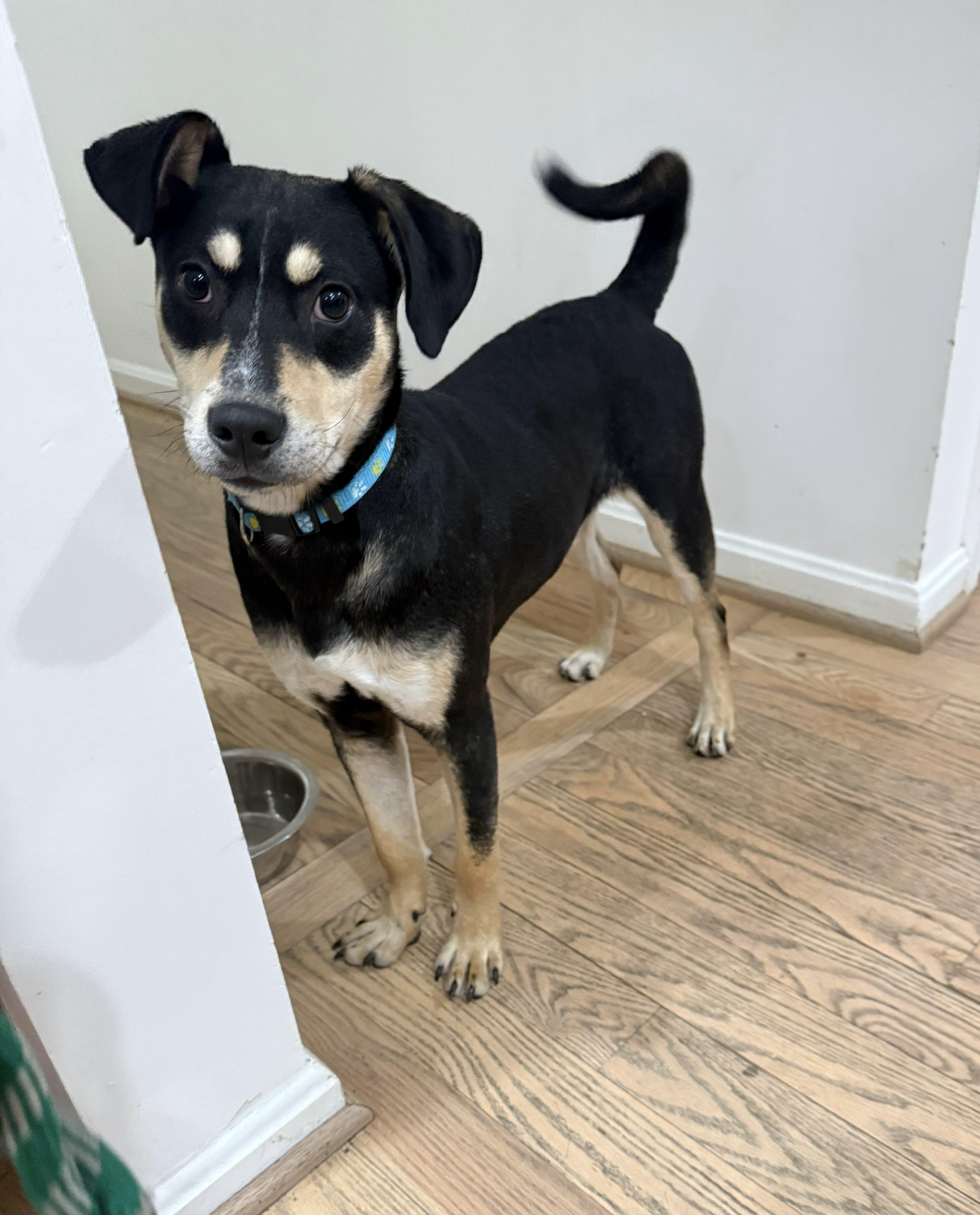 Enlarge PUDGE, an adoptable mixed breed in Riva, MD image 3/6