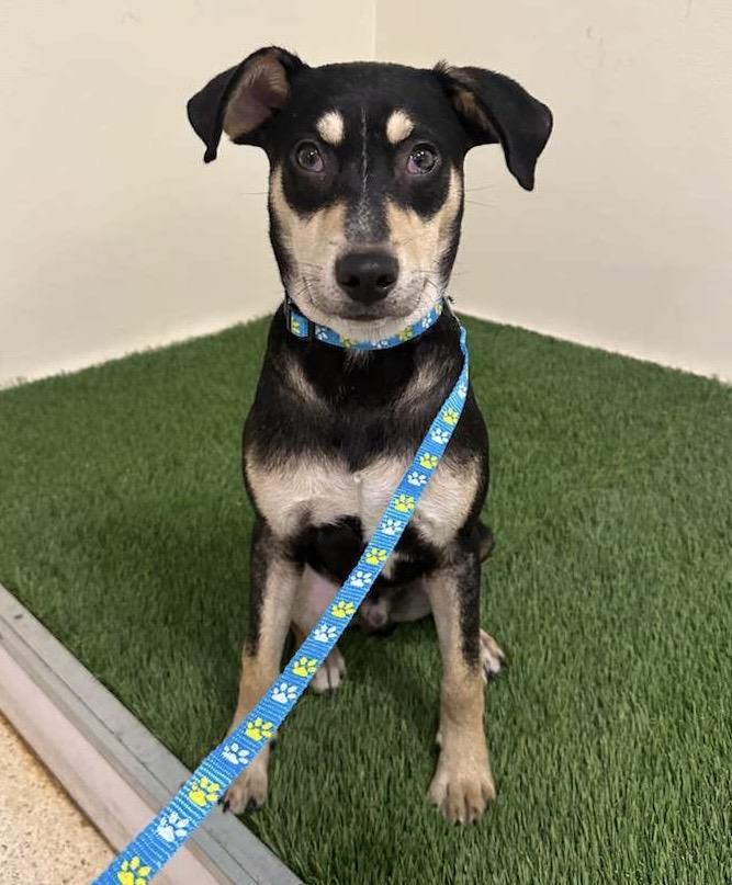 Pudge  Best Puppy thumbnail 3