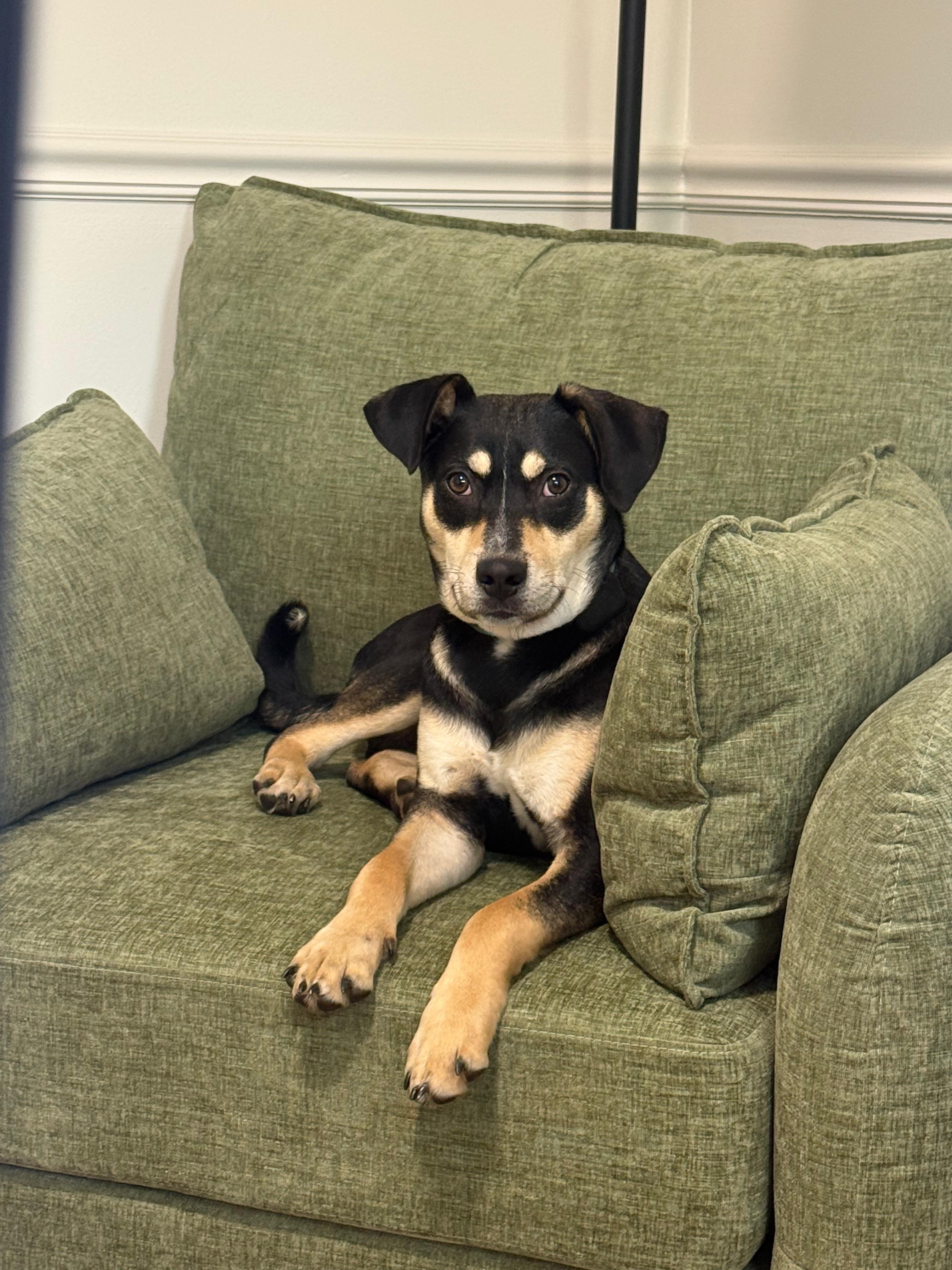 Enlarge PUDGE, an adoptable mixed breed in Riva, MD image 2/6