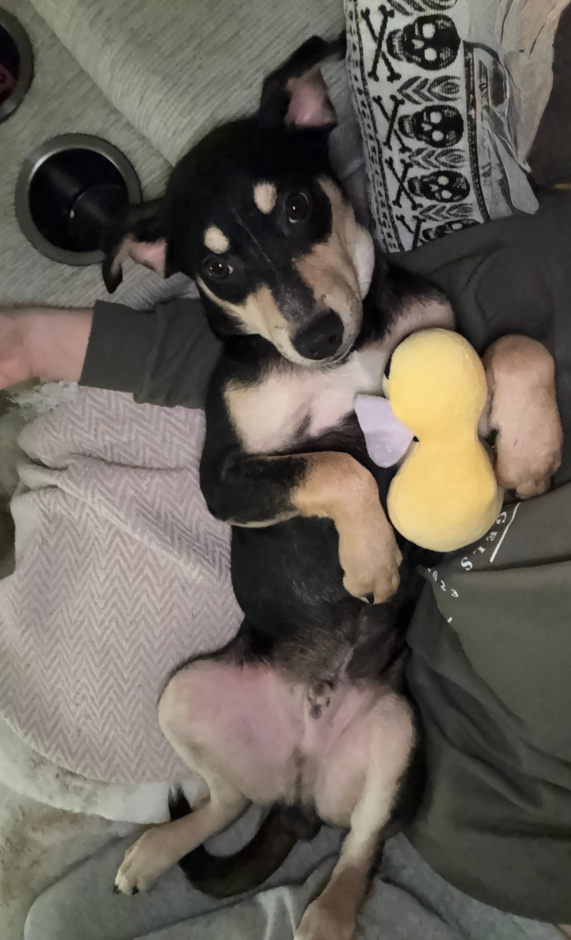 Pudge  Best Puppy thumbnail 5