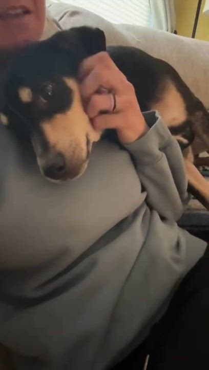 Enlarge PUDGE, an adoptable mixed breed in Riva, MD video 4/6