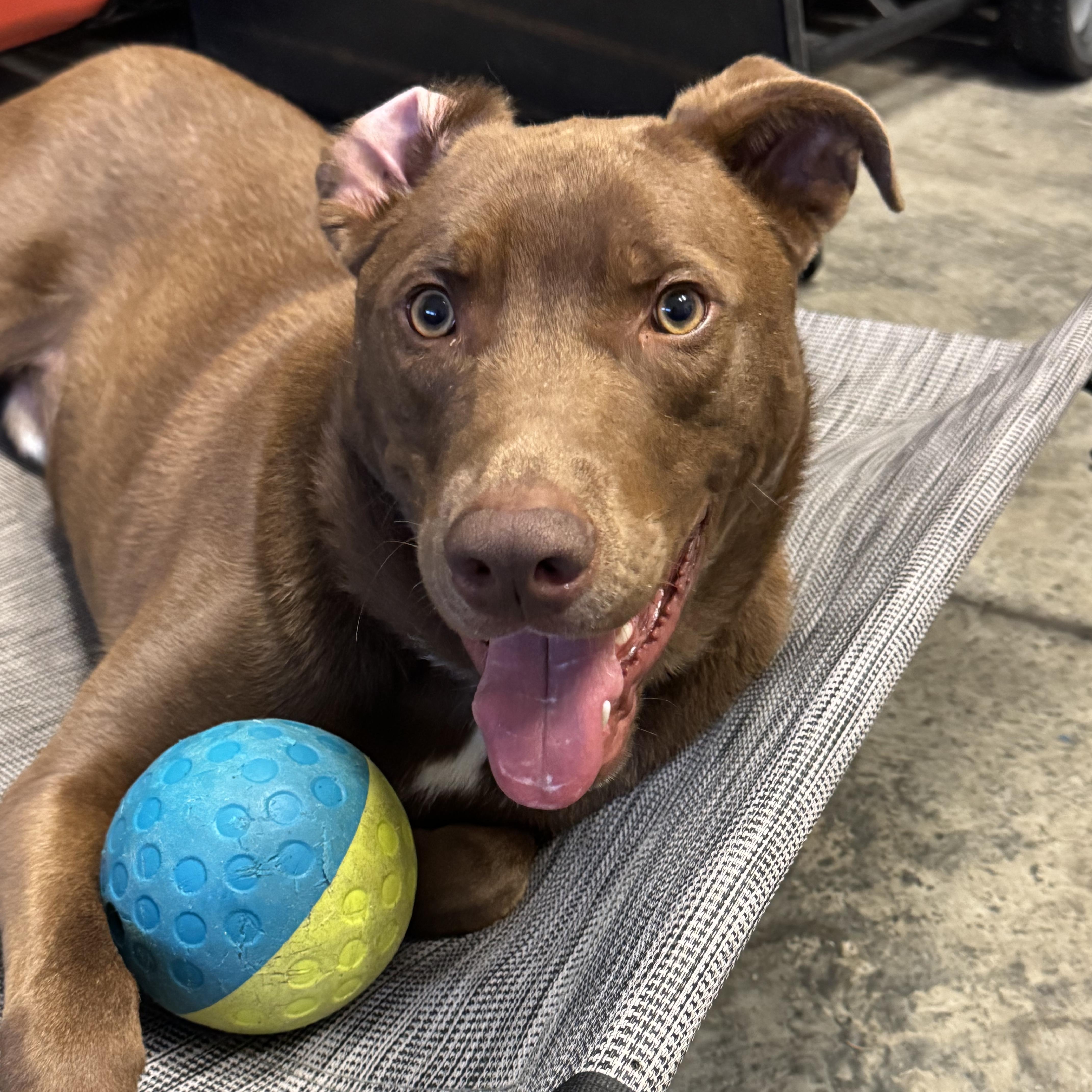 Bailey - in foster home