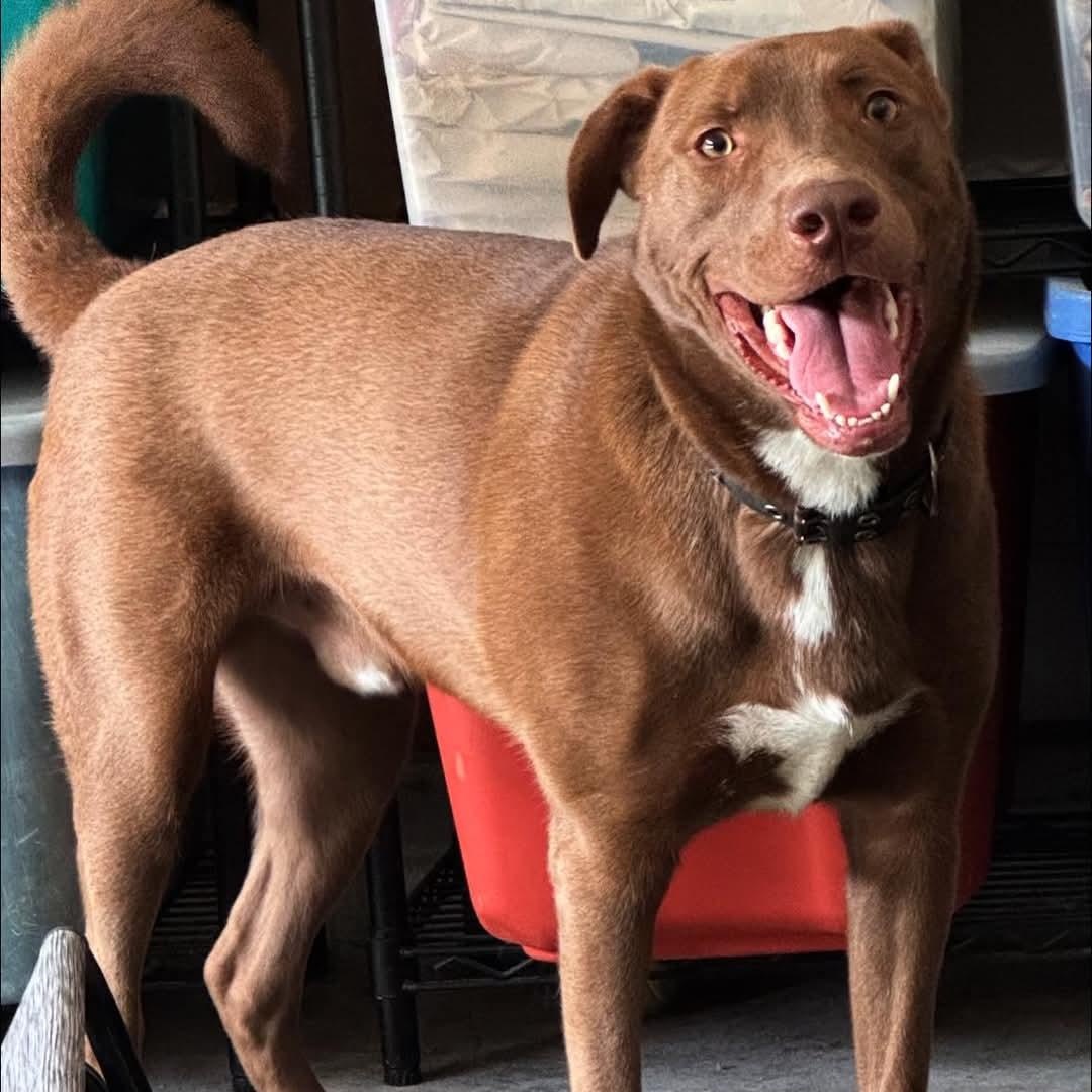Bailey - in foster home