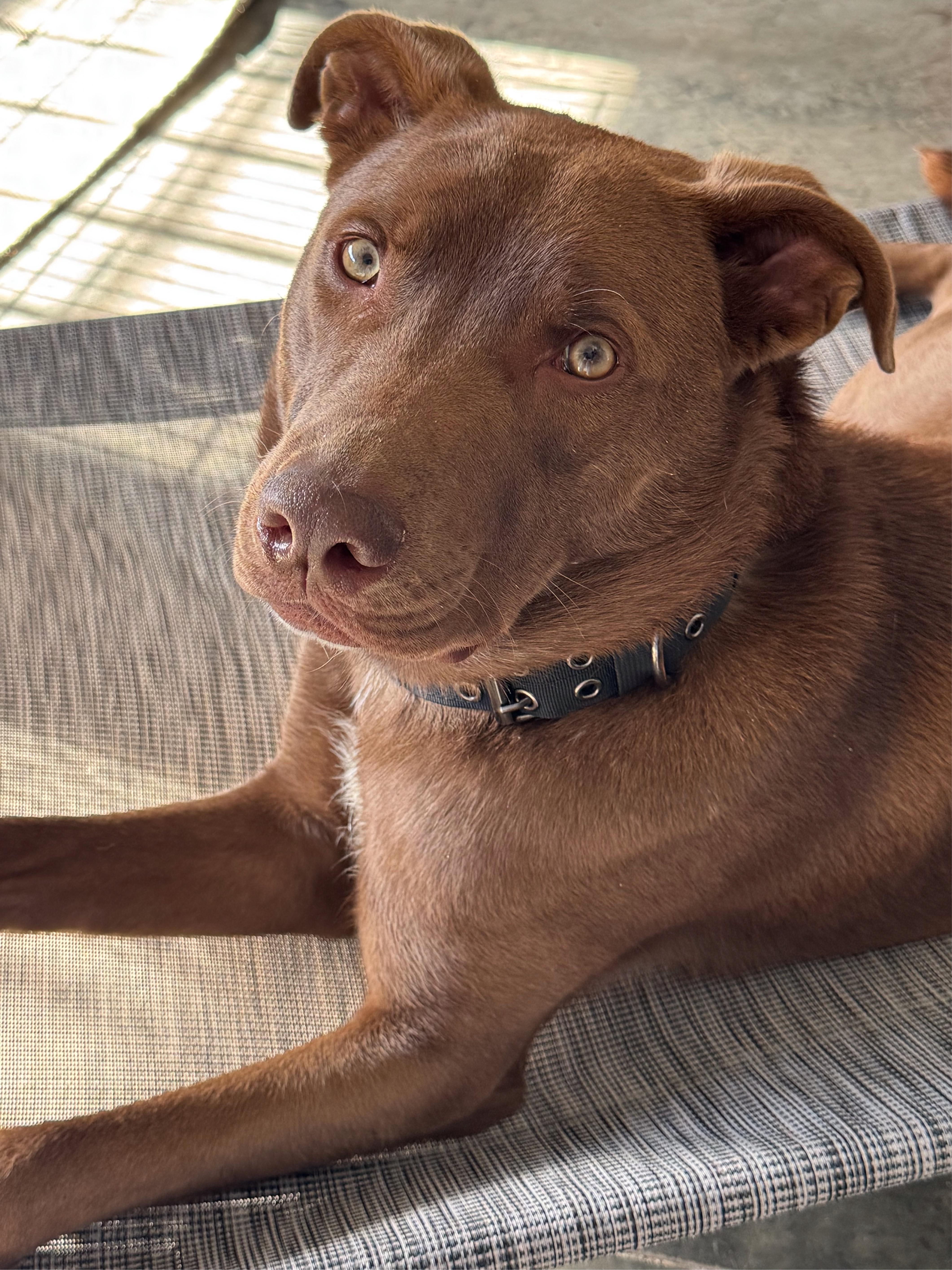 Bailey - in foster home