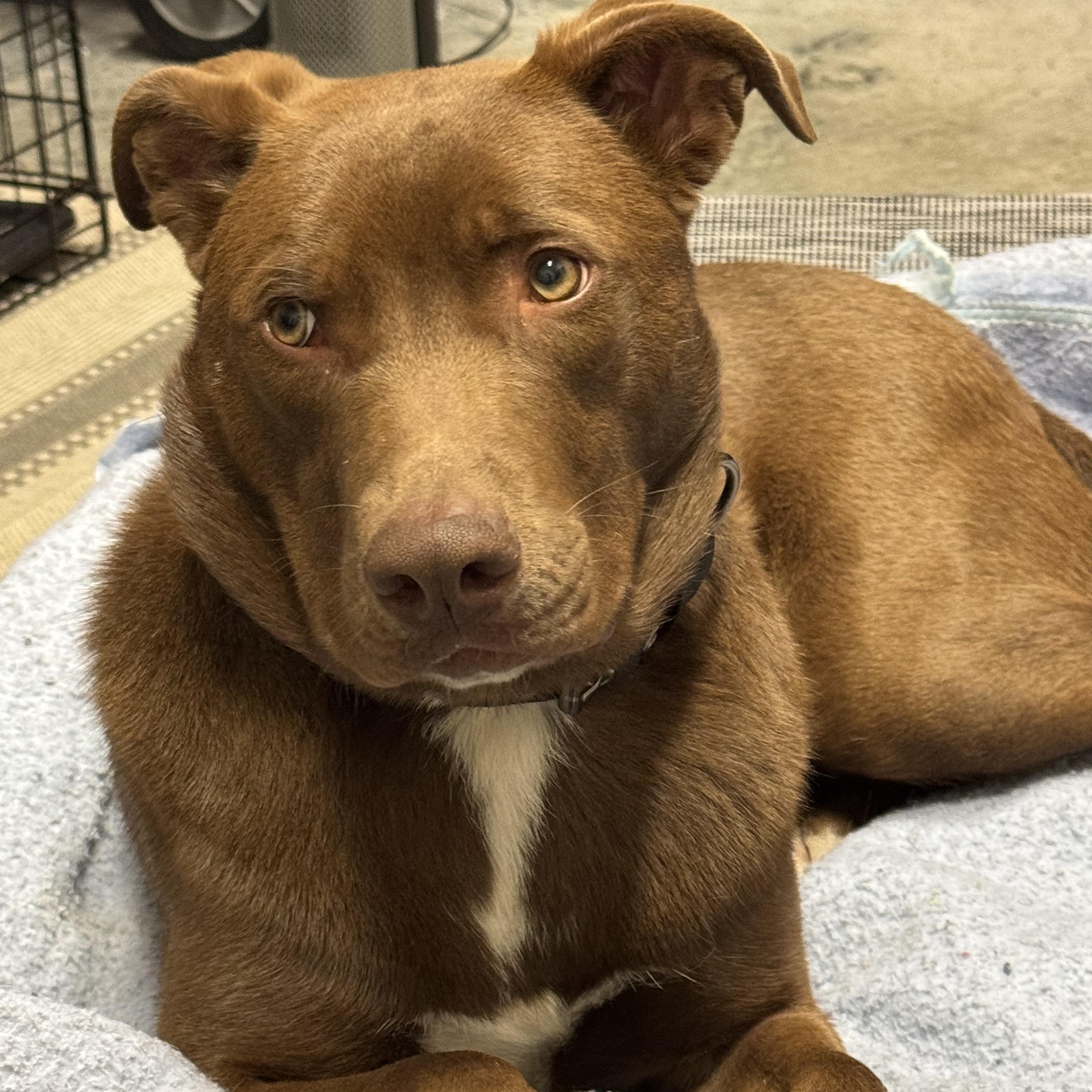 Bailey - in foster home