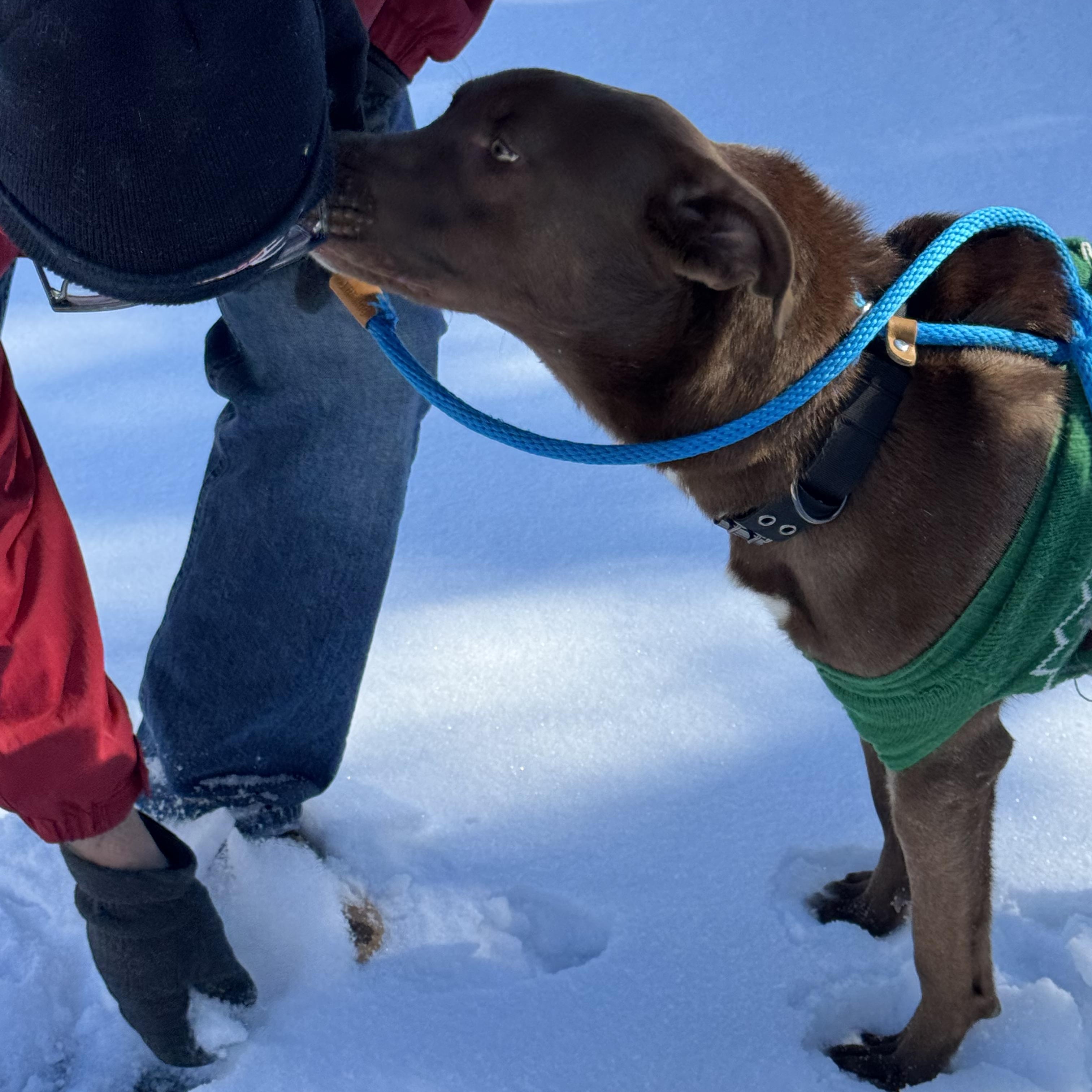Bailey - in foster home