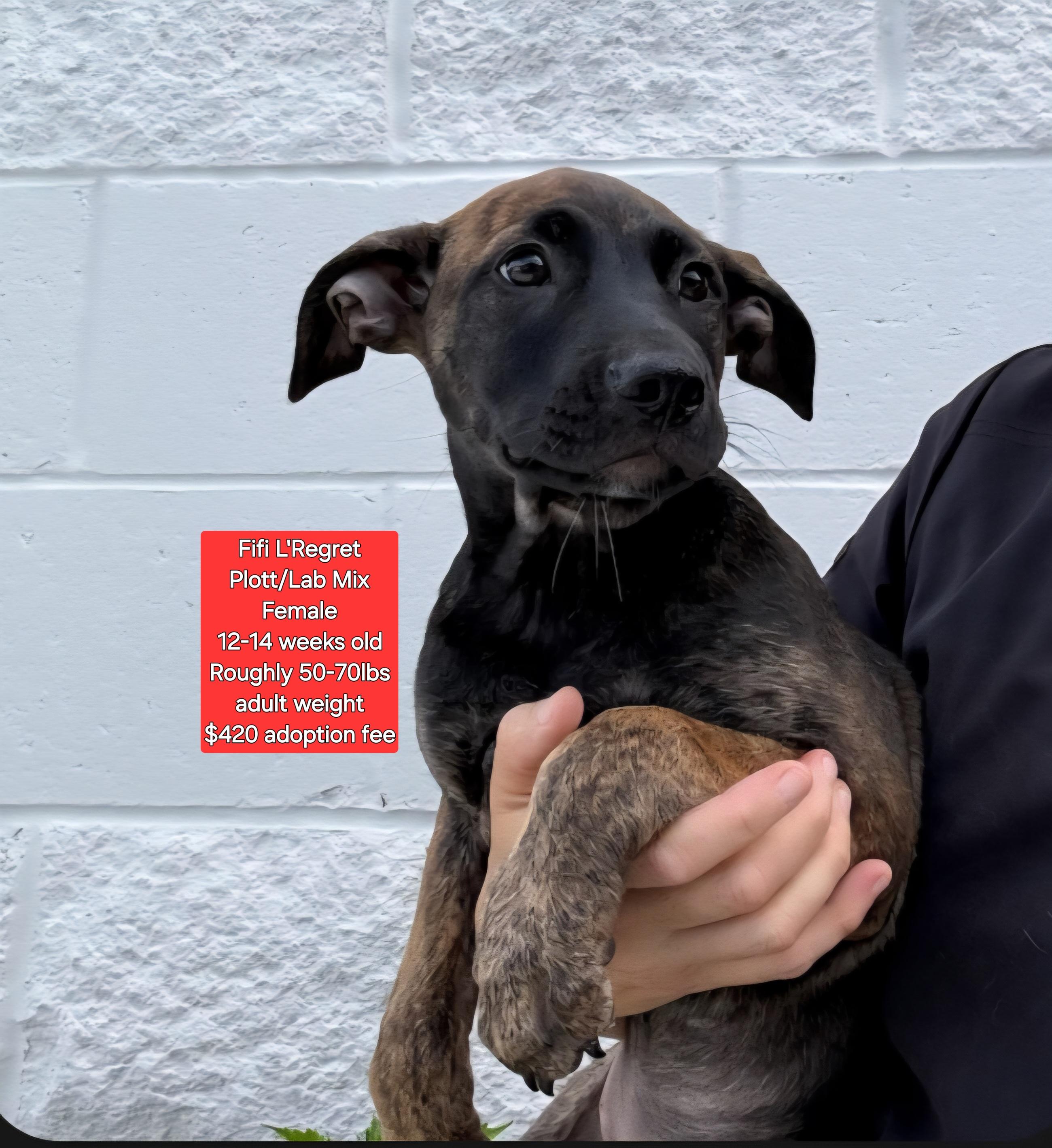 Fifi L'Regret, Baby Female Plott Hound