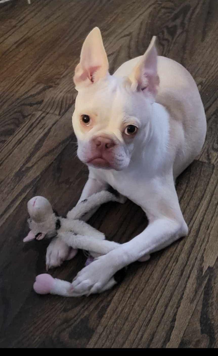 Enlarge Marley, an adopted Boston Terrier in Falls Church, VA image 3/5