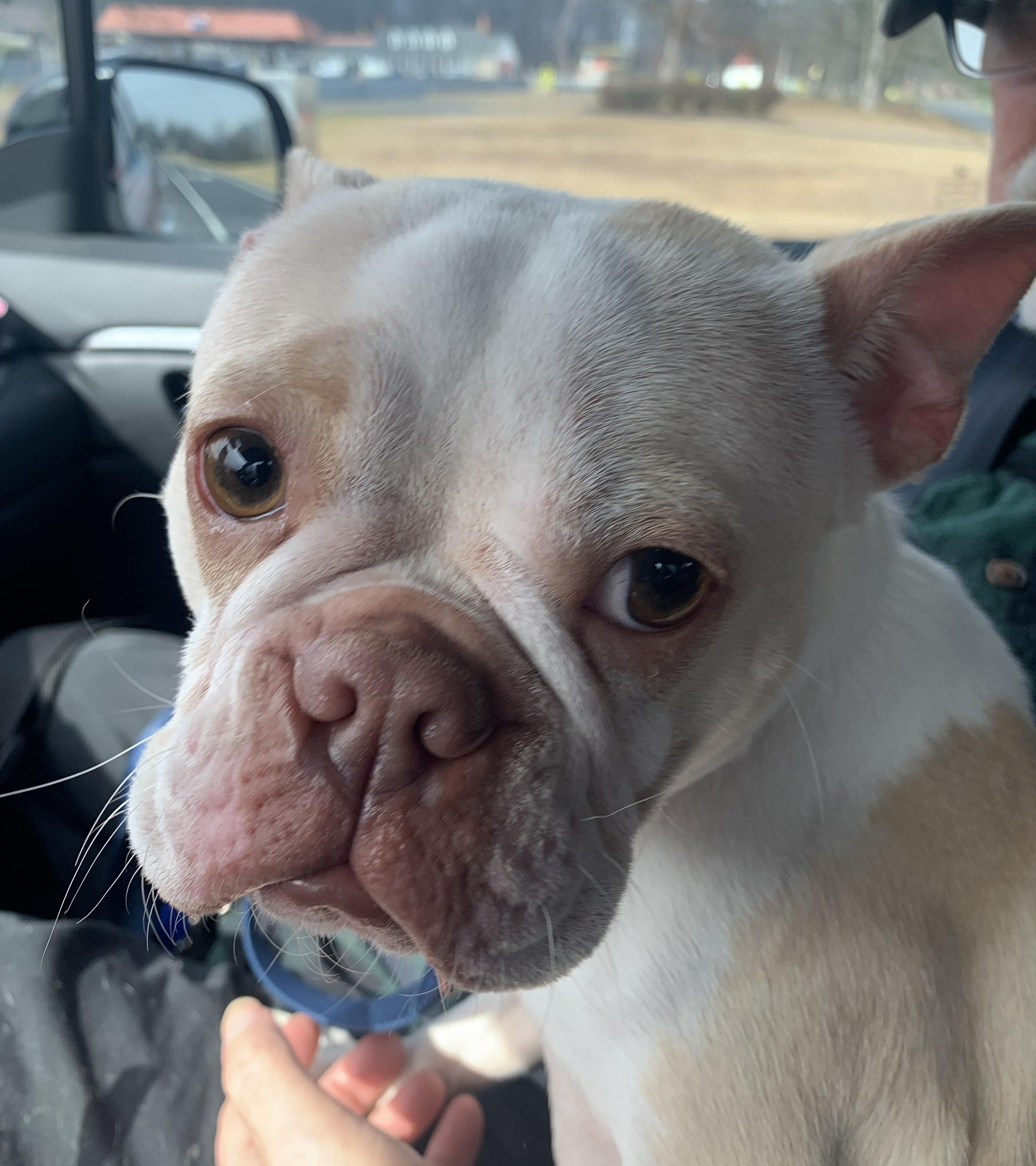 Enlarge Marley, an adopted Boston Terrier in Falls Church, VA image 2/5