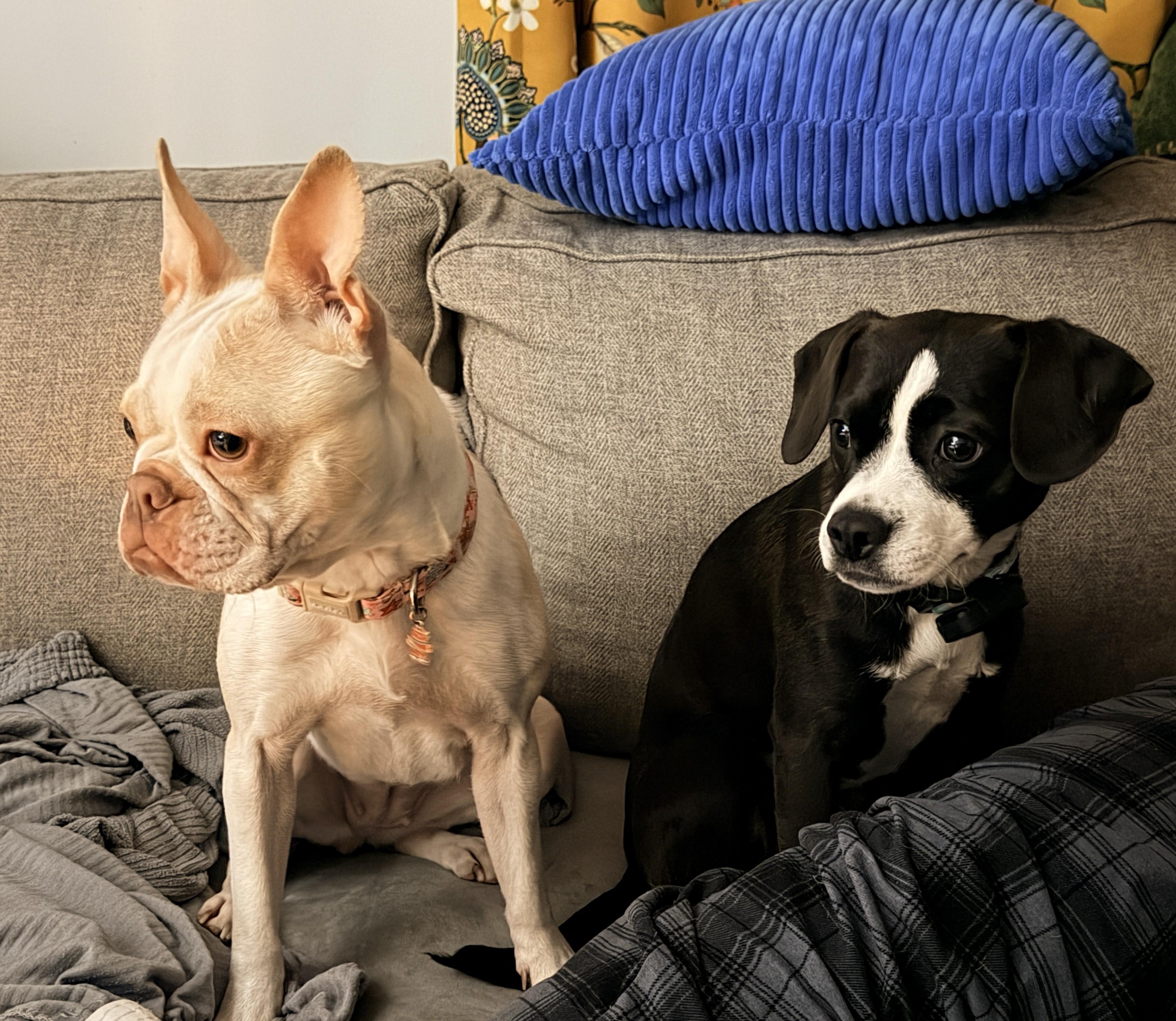 Marley, adopted, Young Female Boston Terrier.