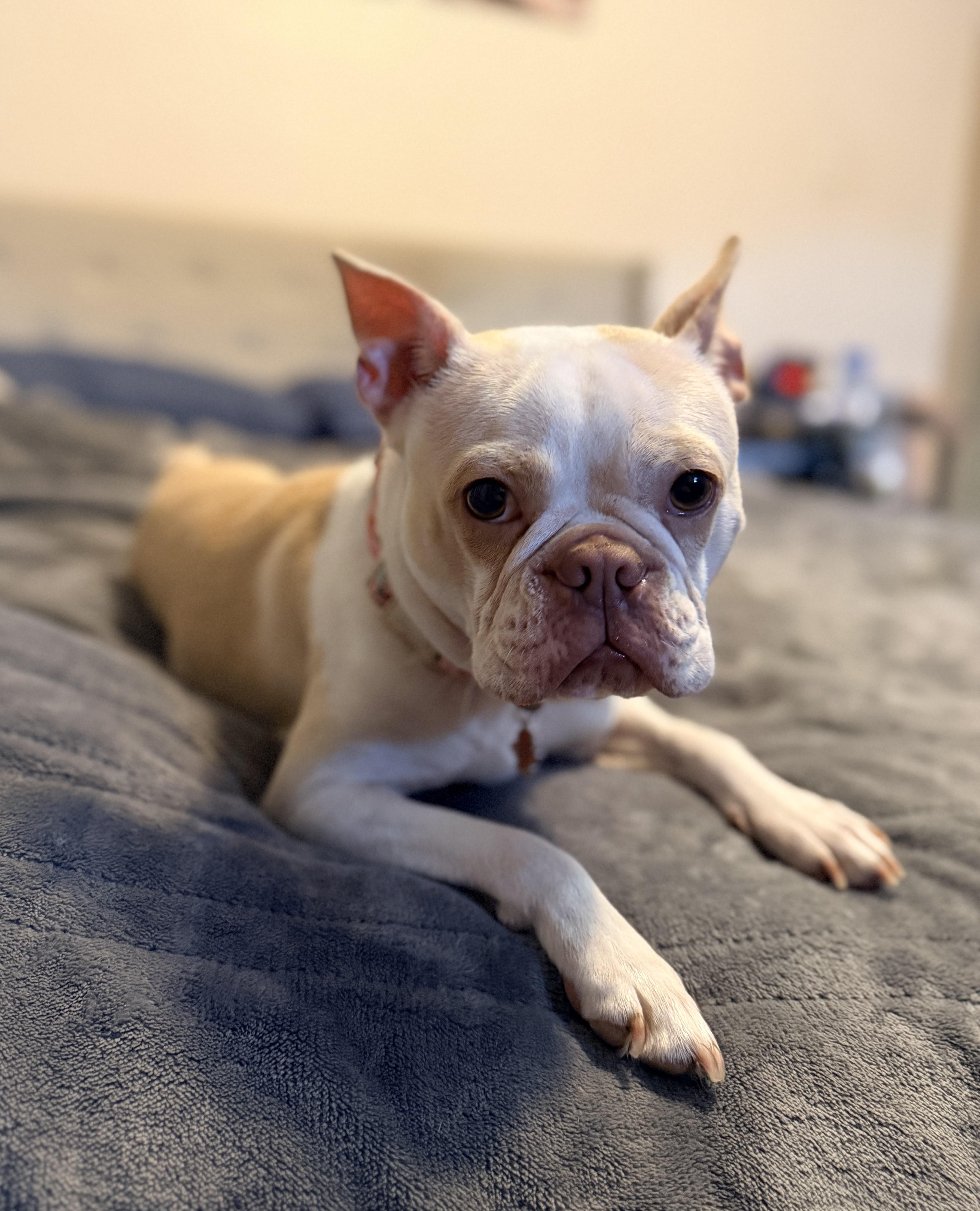 Enlarge Marley, an adopted Boston Terrier in Falls Church, VA image 4/5