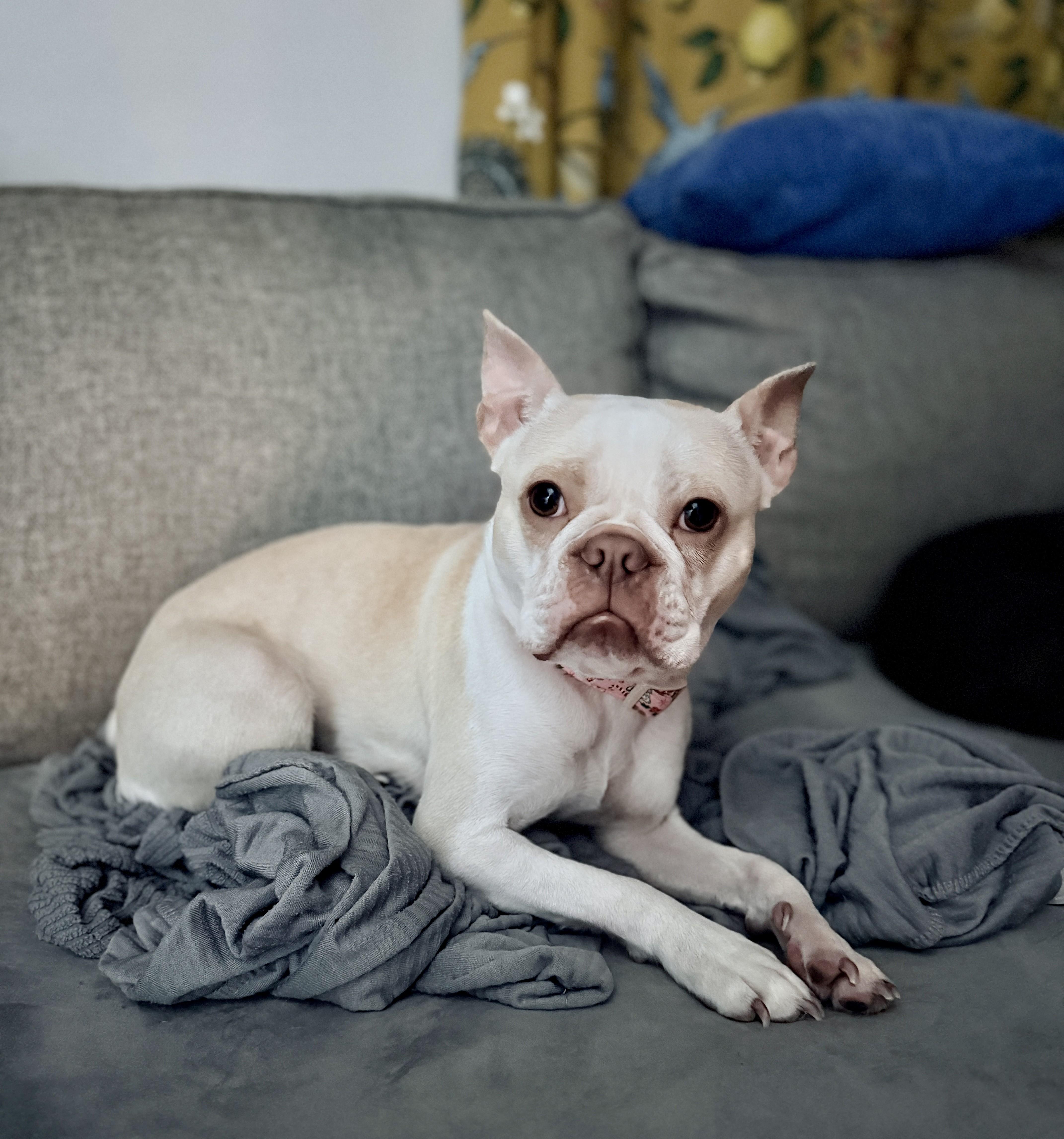 Enlarge Marley, an adopted Boston Terrier in Falls Church, VA image 5/5