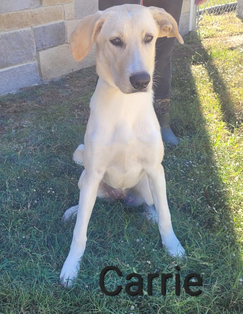 Carrie, Adoptable, Young Female Labrador Retriever.