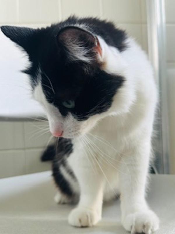 Enlarge Meadow, a Adoptable mixed breed in Healdsburg, CA image 1/5