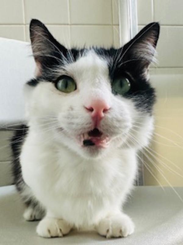 Enlarge Meadow, a Adoptable mixed breed in Healdsburg, CA image 3/5