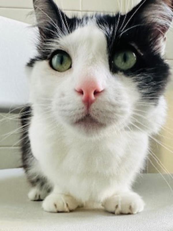 Enlarge Meadow, a Adoptable mixed breed in Healdsburg, CA image 4/5