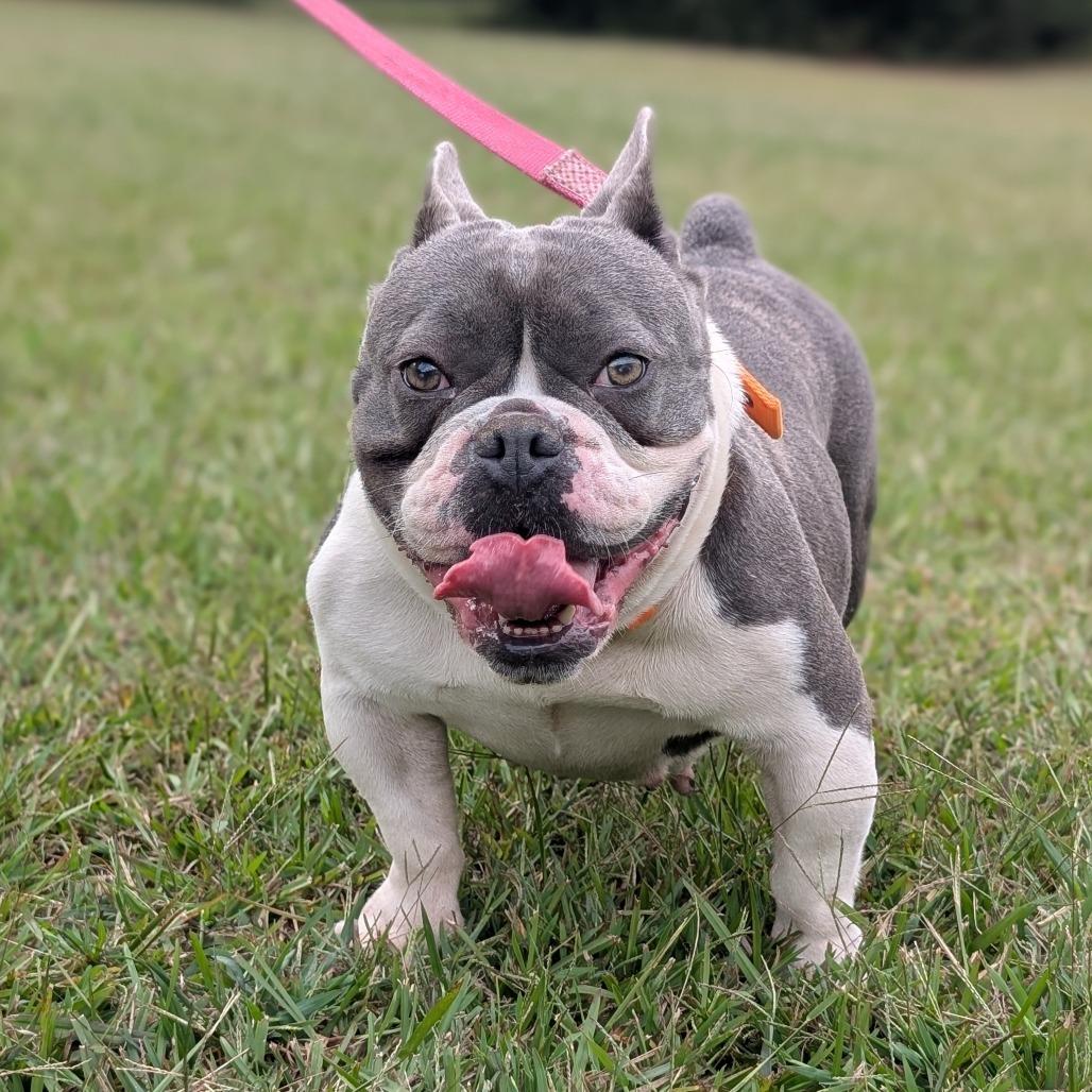 Olive 10-0704, Adoptable, Adult Female English Bulldog & French Bulldog.