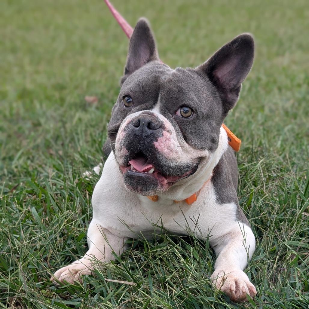 Olive 10-0704, a Adoptable mixed breed in Tyrone, GA image 2/4