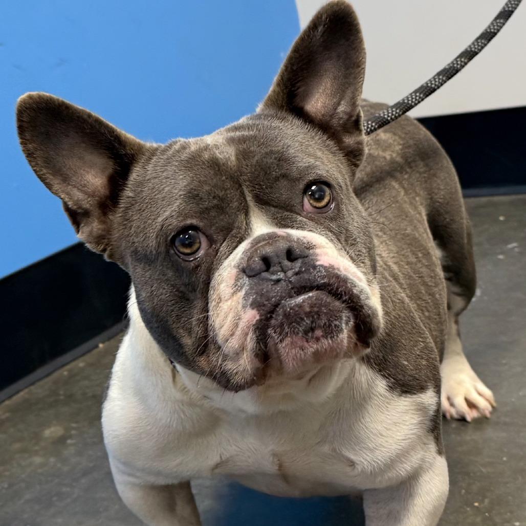 Olive 10-0704, Adoptable, Adult Female English Bulldog & French Bulldog.