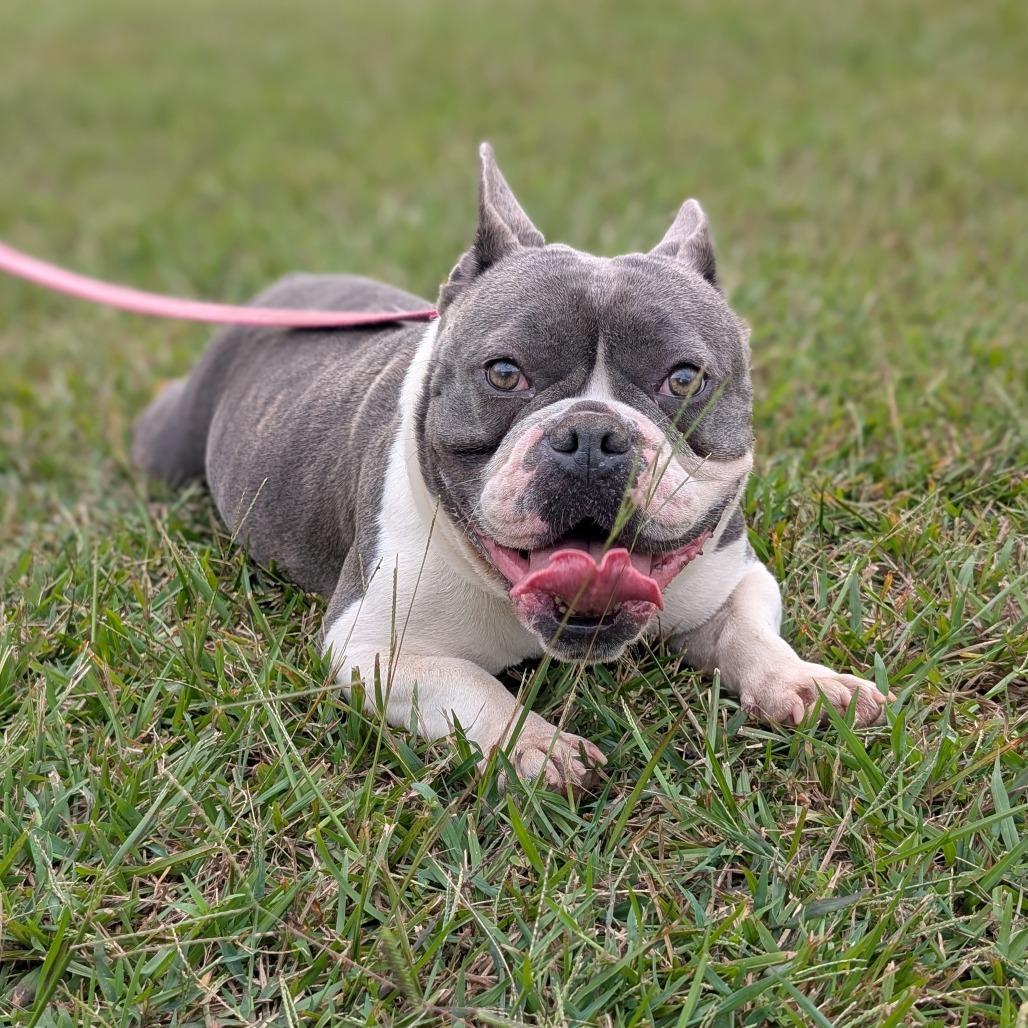 Olive 10-0704, a Adoptable mixed breed in Tyrone, GA image 3/4