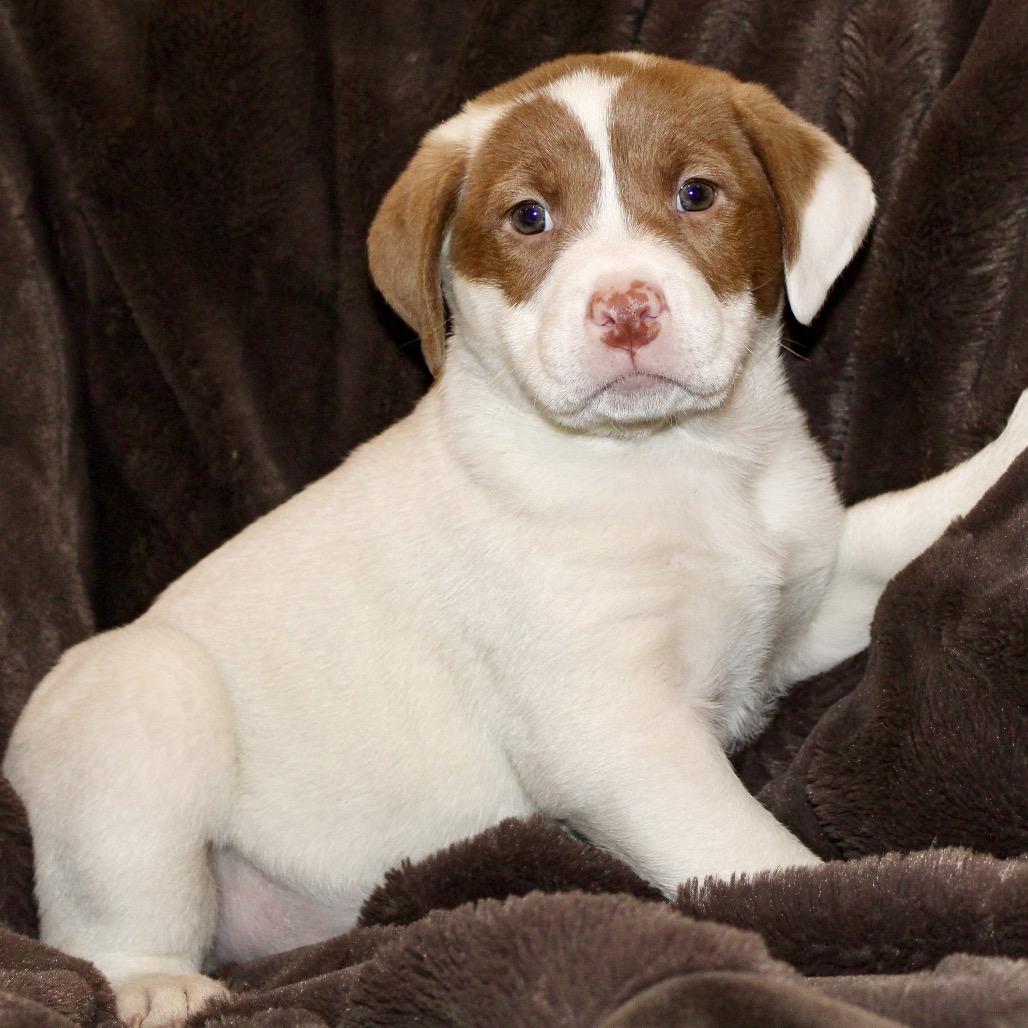 Enlarge Poppy, a Adoptable mixed breed in La Grange, KY image 3/6