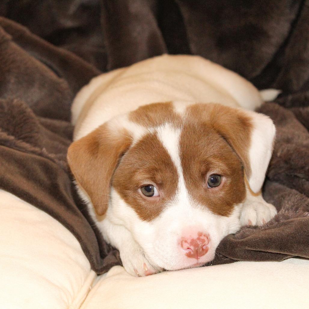 Enlarge Poppy, a Adoptable mixed breed in La Grange, KY image 5/6