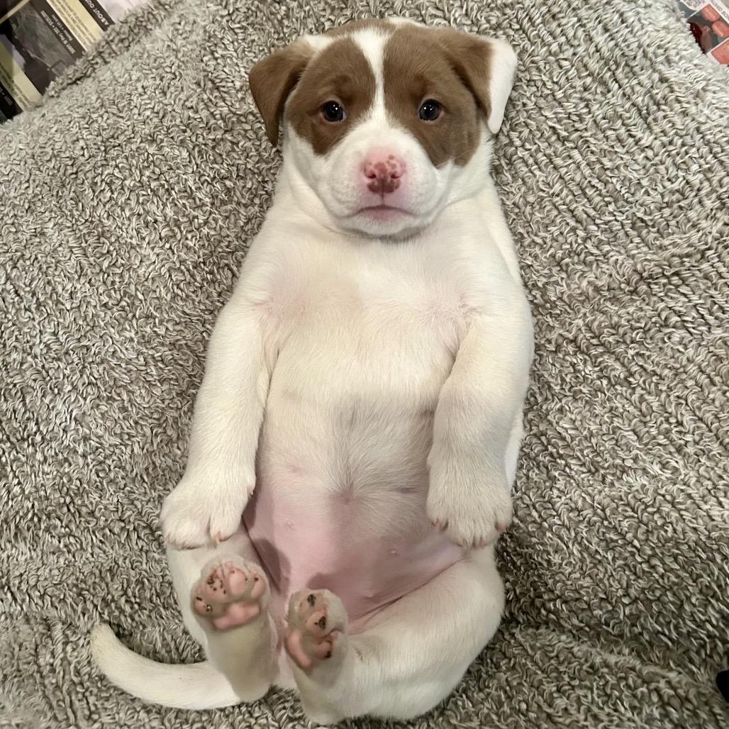 Enlarge Poppy, a Adoptable mixed breed in La Grange, KY image 6/6