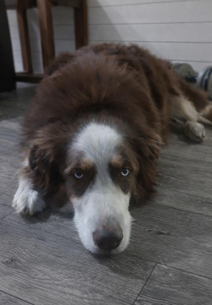 Enlarge Trooper TN, a Adoptable Australian Shepherd in Ontario, CA image 1/5