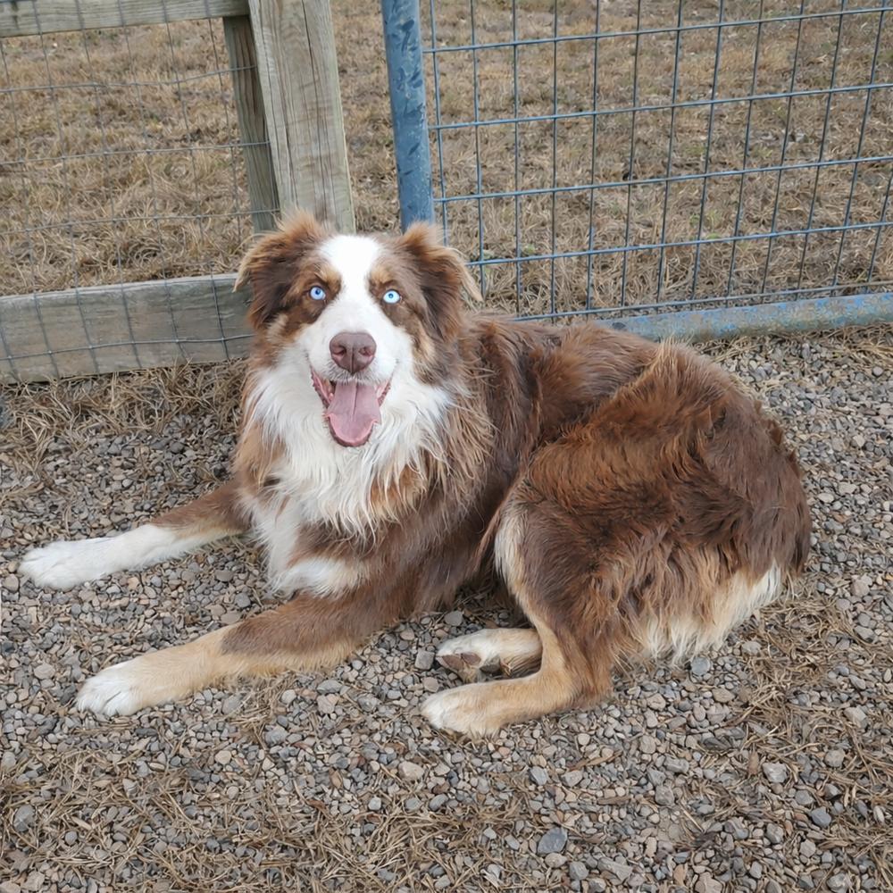 Enlarge Trooper TN, a Adoptable Australian Shepherd in Ontario, CA image 2/5