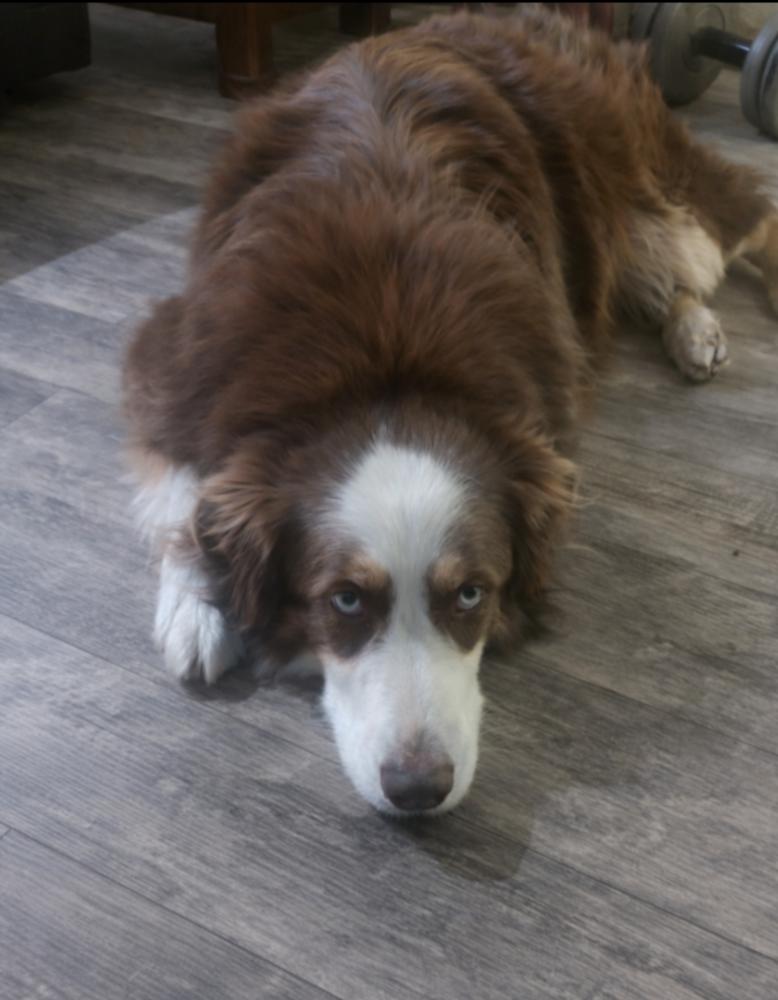Enlarge Trooper TN, a Adoptable Australian Shepherd in Ontario, CA image 3/5