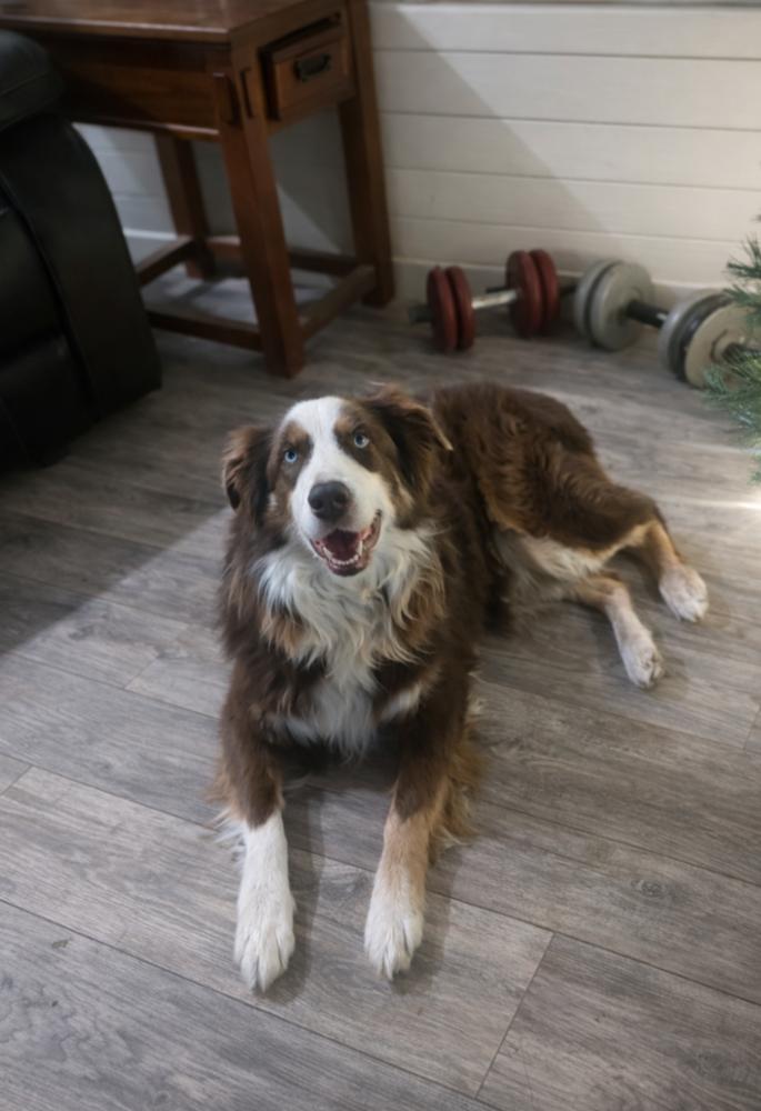 Enlarge Trooper TN, a Adoptable Australian Shepherd in Ontario, CA image 4/5
