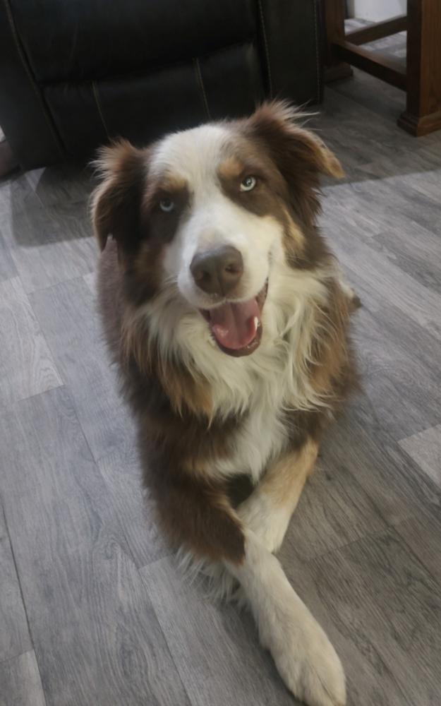 Enlarge Trooper TN, a Adoptable Australian Shepherd in Ontario, CA image 5/5