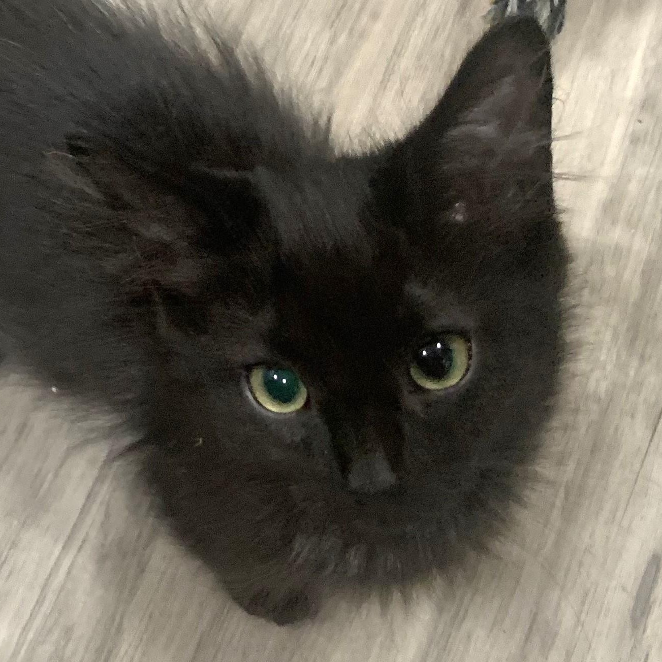 Coriander is a sweet black kitten with so much love to give He loves curling up