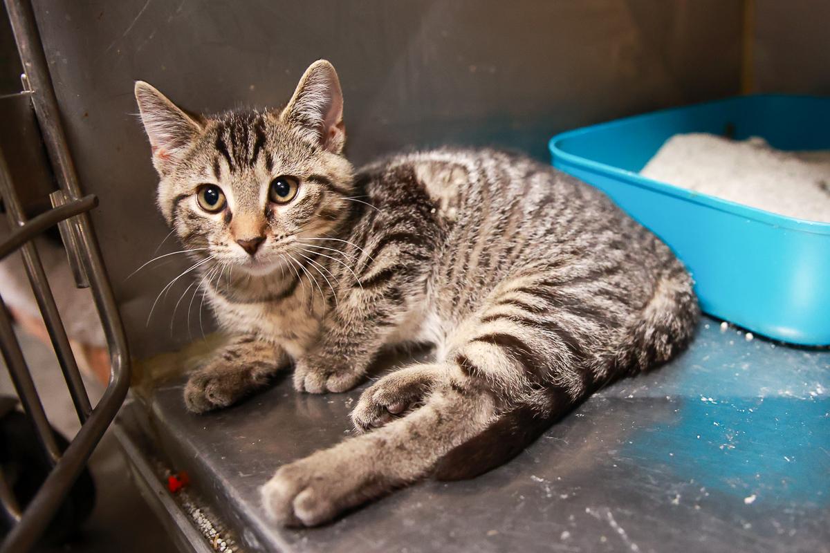 Ash, Baby Male Domestic Short Hair