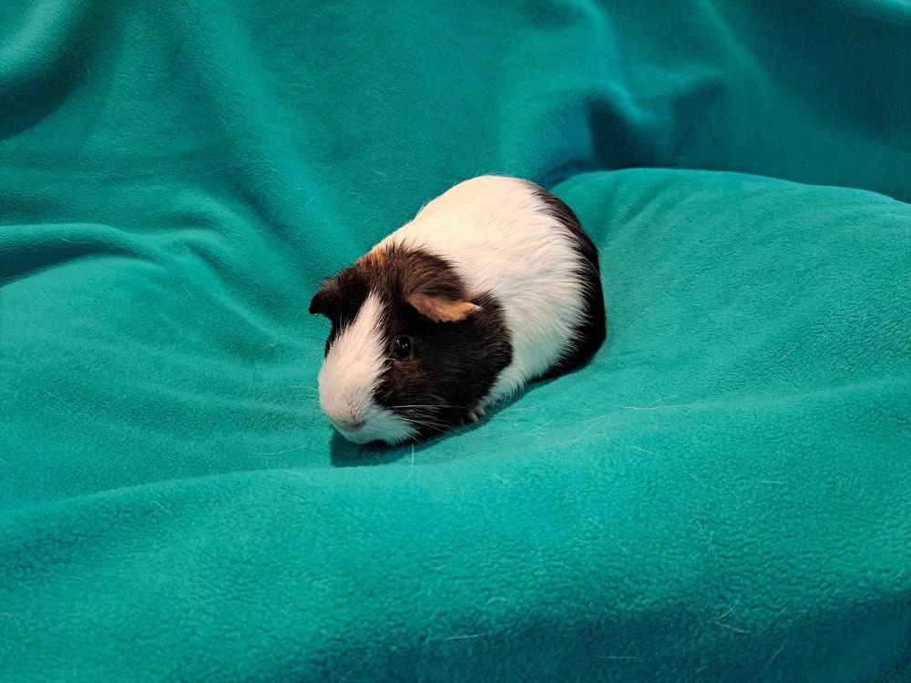 Enlarge Hamlet, a Adoptable mixed breed in South Bend, IN image 1/2