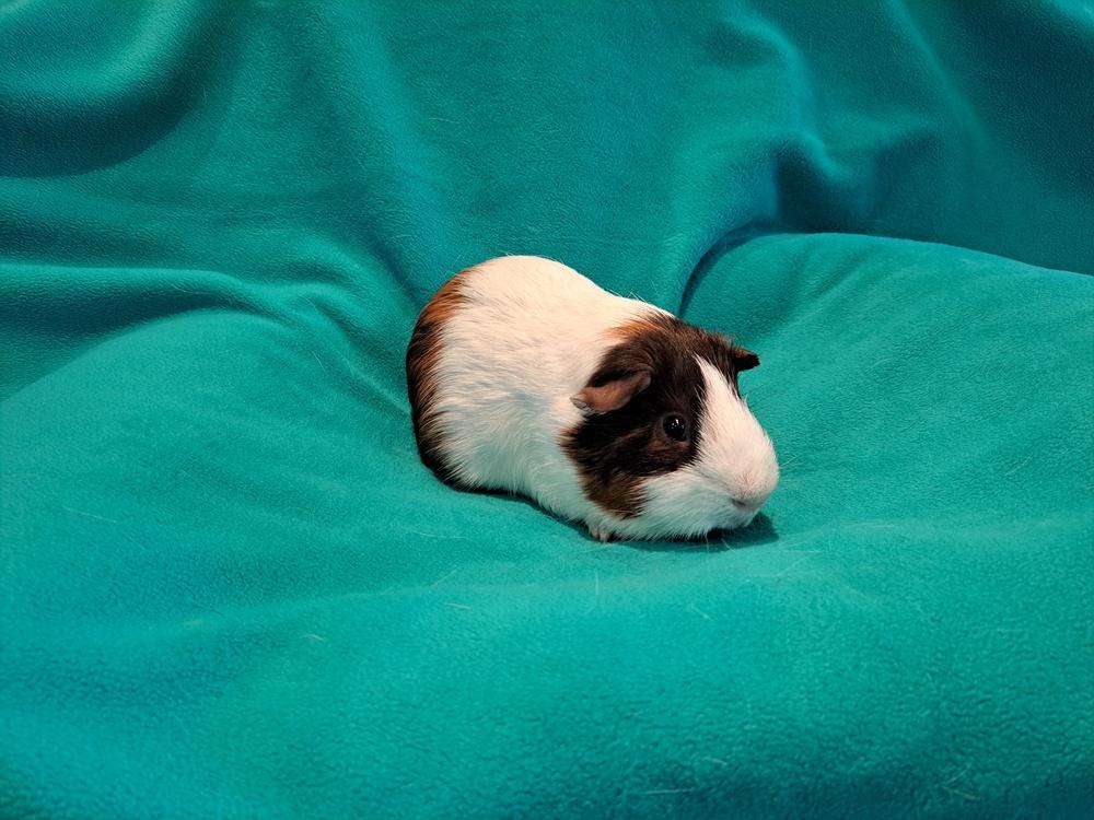 Hamlet, Adoptable, Adult Male Guinea Pig & Guinea Pig.