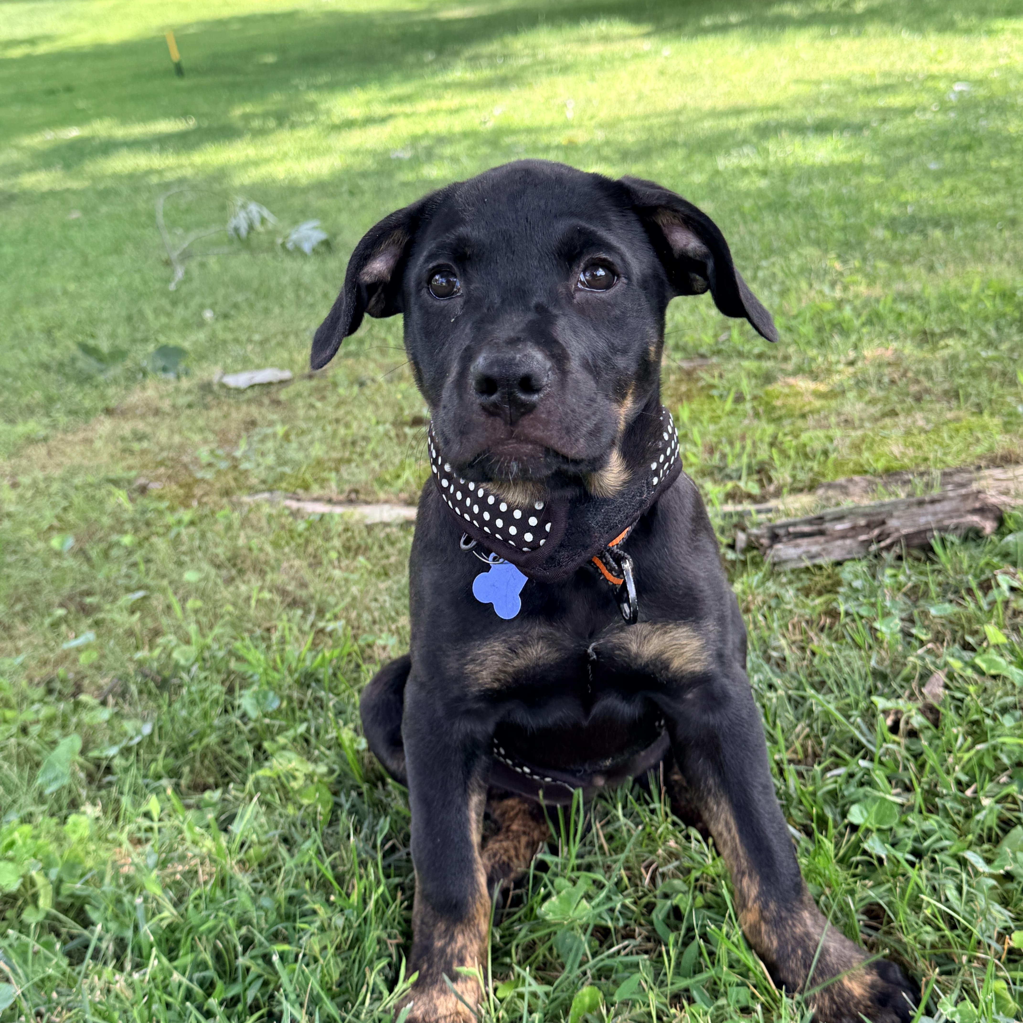 Enlarge Rainer -Reduced adoption fee, a Adoptable mixed breed in Columbia, MD image 4/6