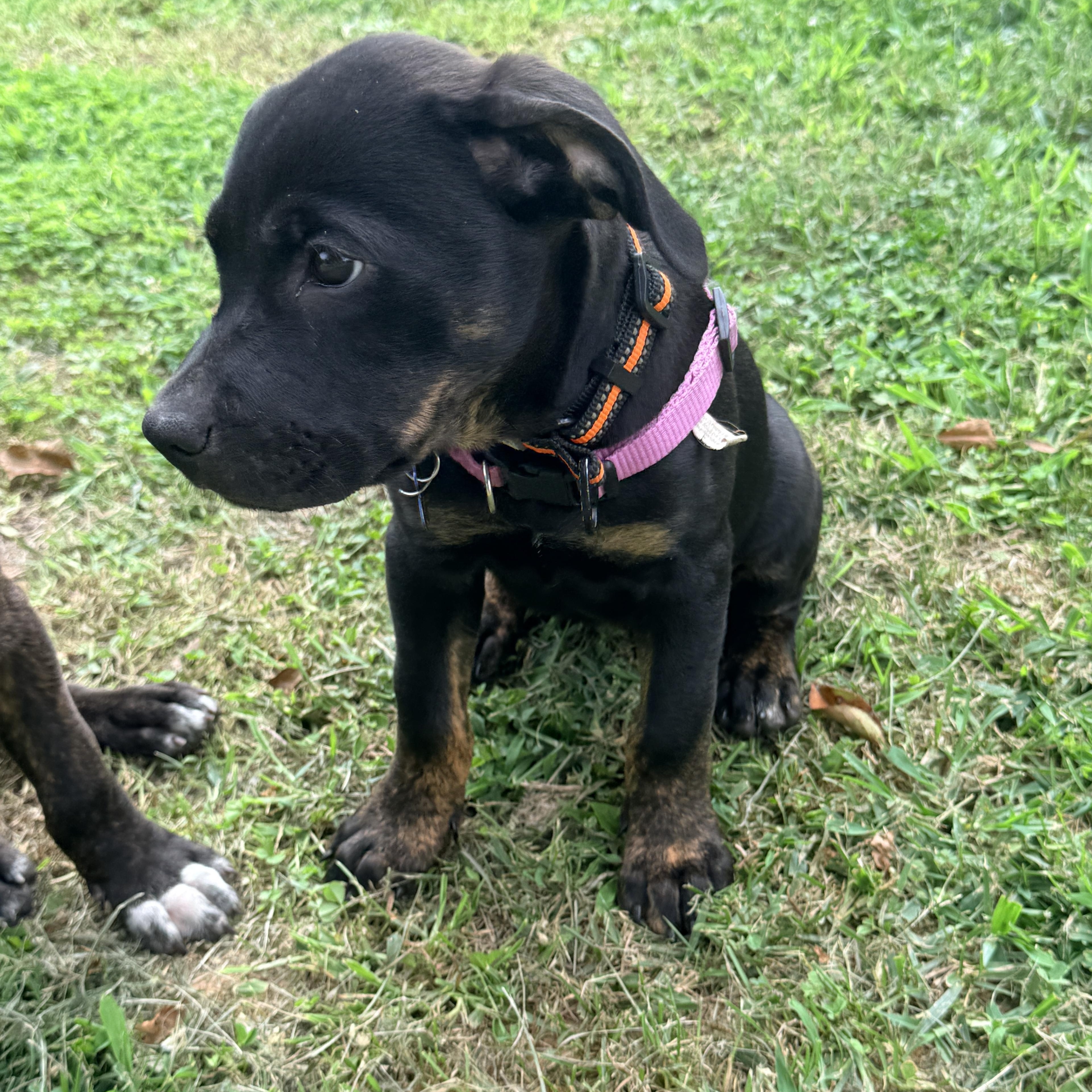Enlarge Rainer -Reduced adoption fee, a Adoptable mixed breed in Columbia, MD image 5/6