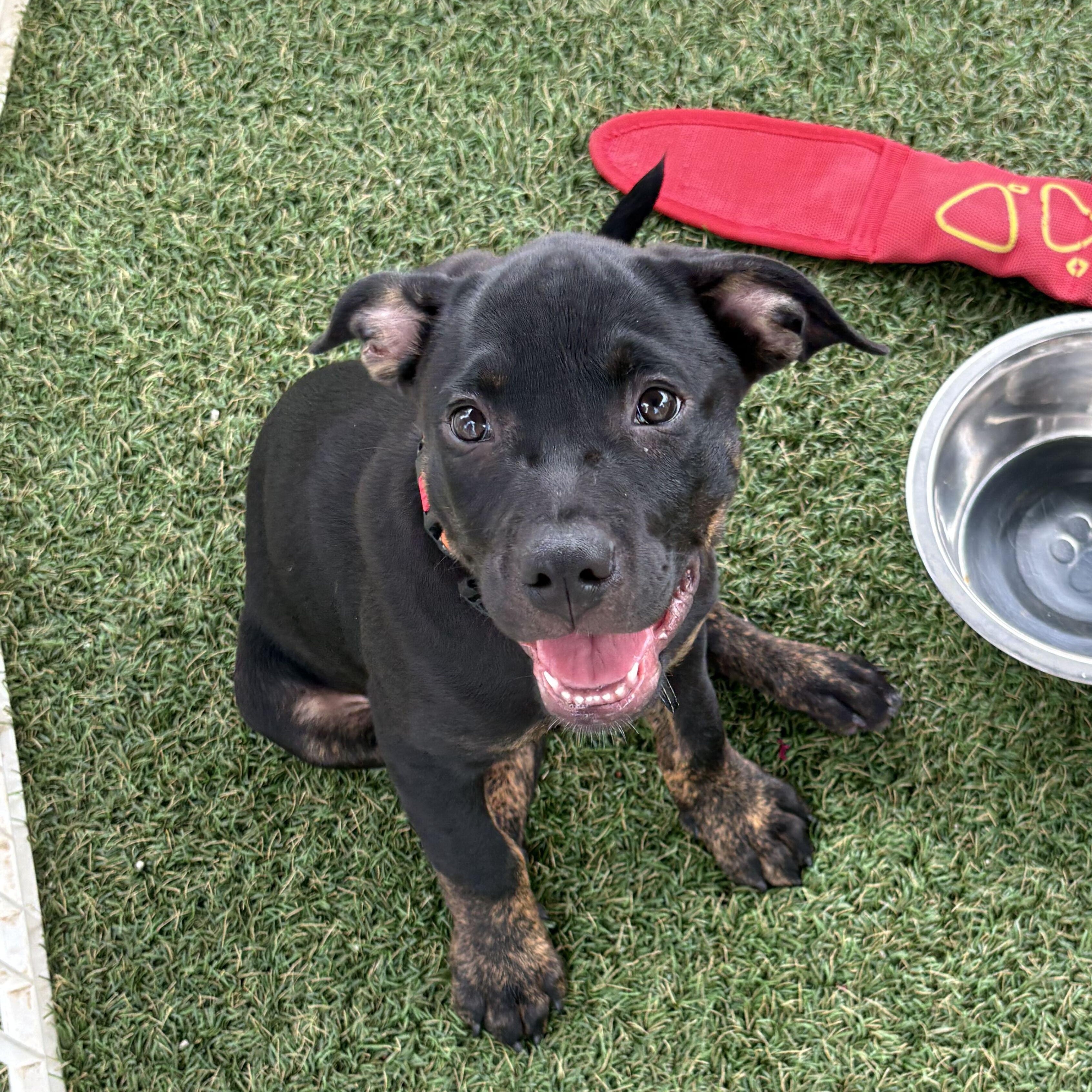 Enlarge Rainer -Reduced adoption fee, a Adoptable mixed breed in Columbia, MD image 3/6