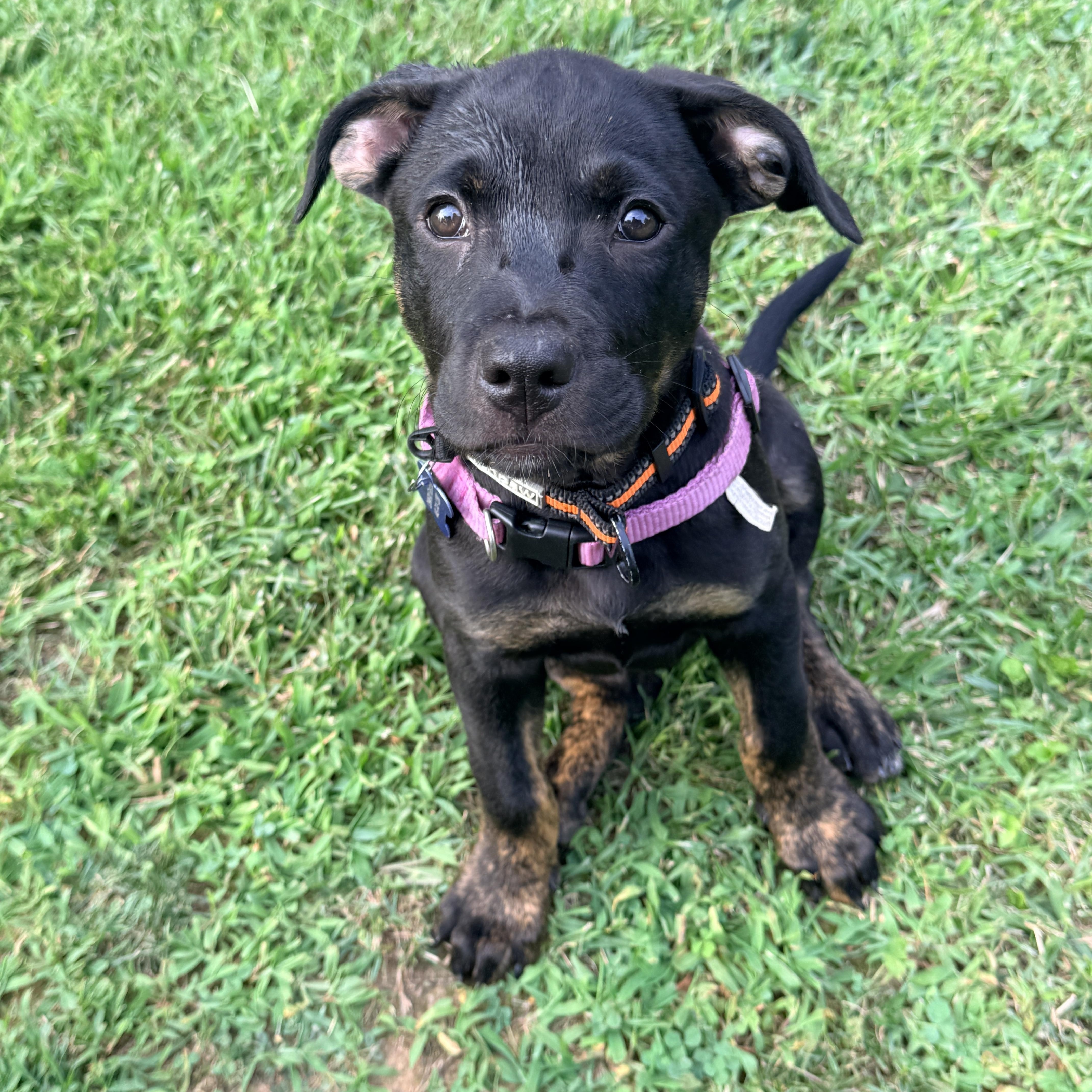 Rainer -Reduced adoption fee, Adoptable, Puppy Female Hound & Pit Bull Terrier.