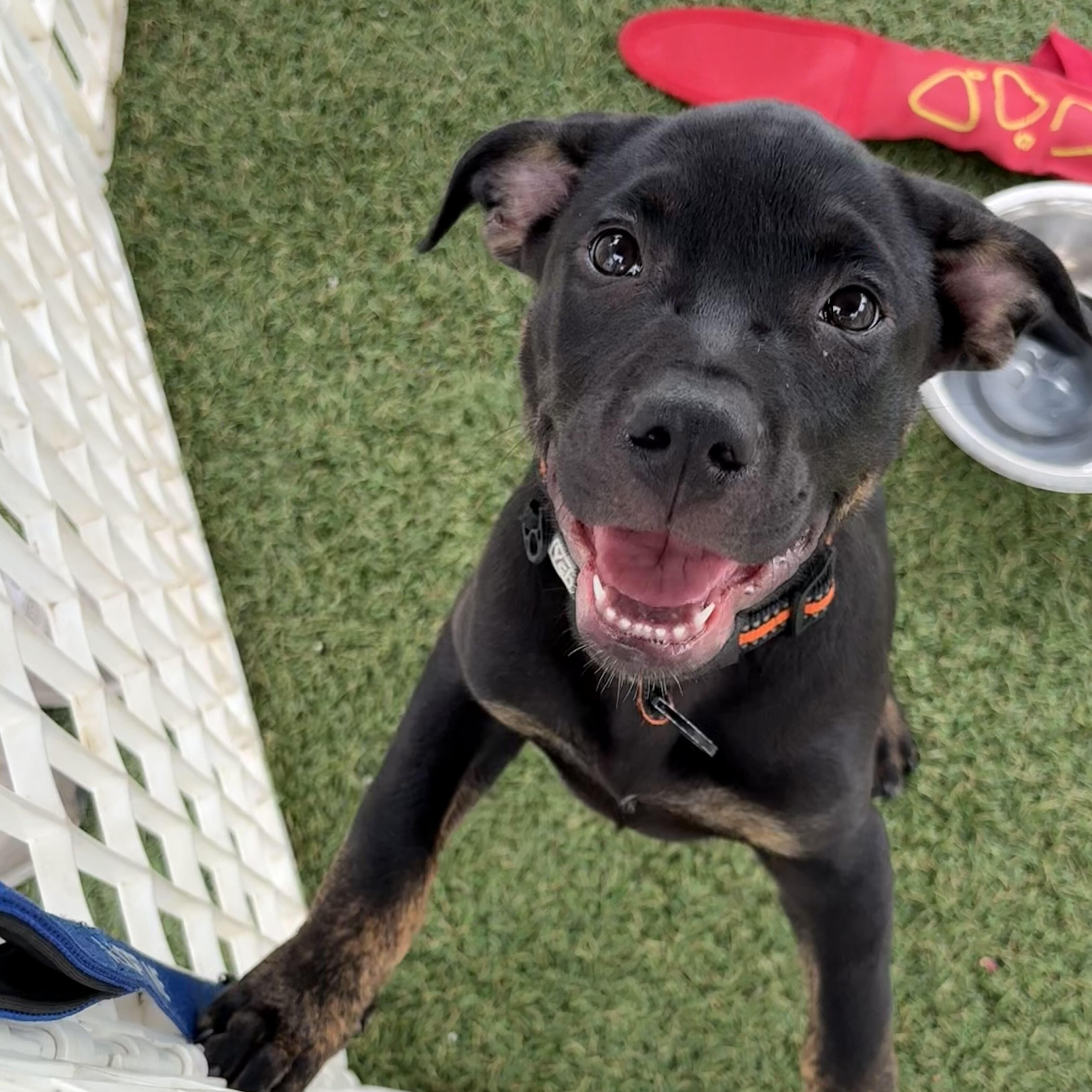 Enlarge Rainer -Reduced adoption fee, a Adoptable mixed breed in Columbia, MD image 2/6