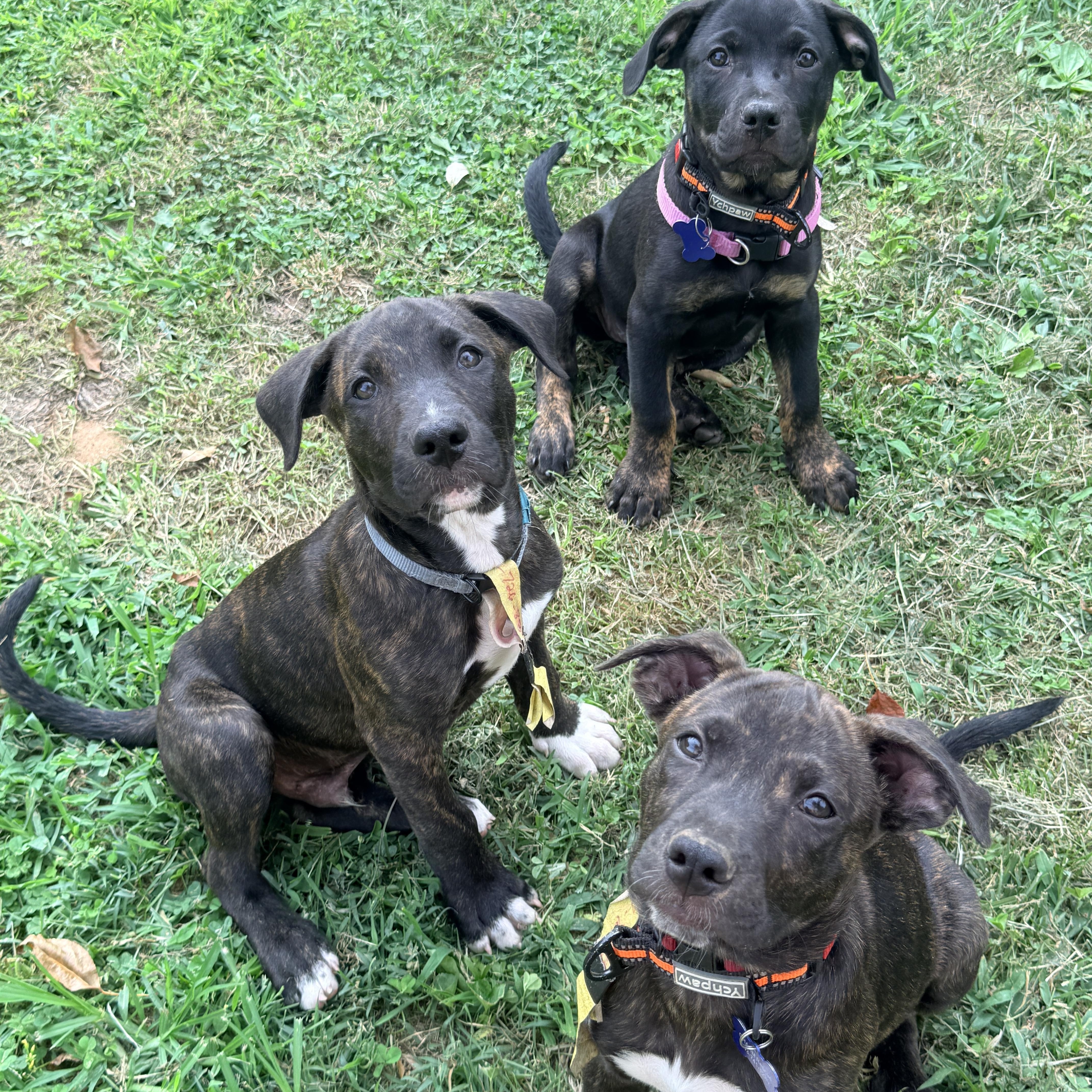 Enlarge Rainer -Reduced adoption fee, a Adoptable mixed breed in Columbia, MD image 6/6