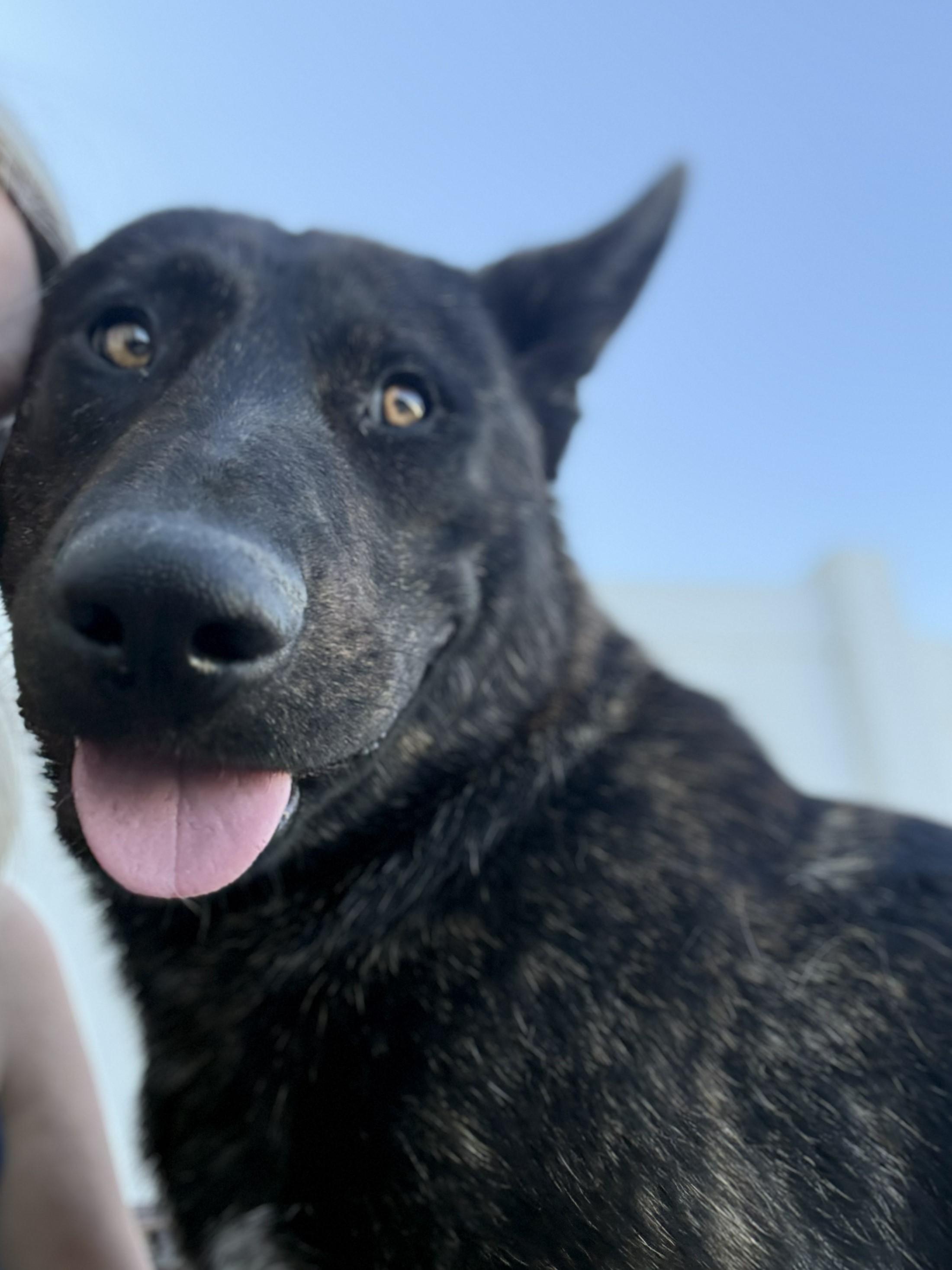 Enlarge Sherman, a ADOPTABLE mixed breed in Lincoln, NE image 3/4