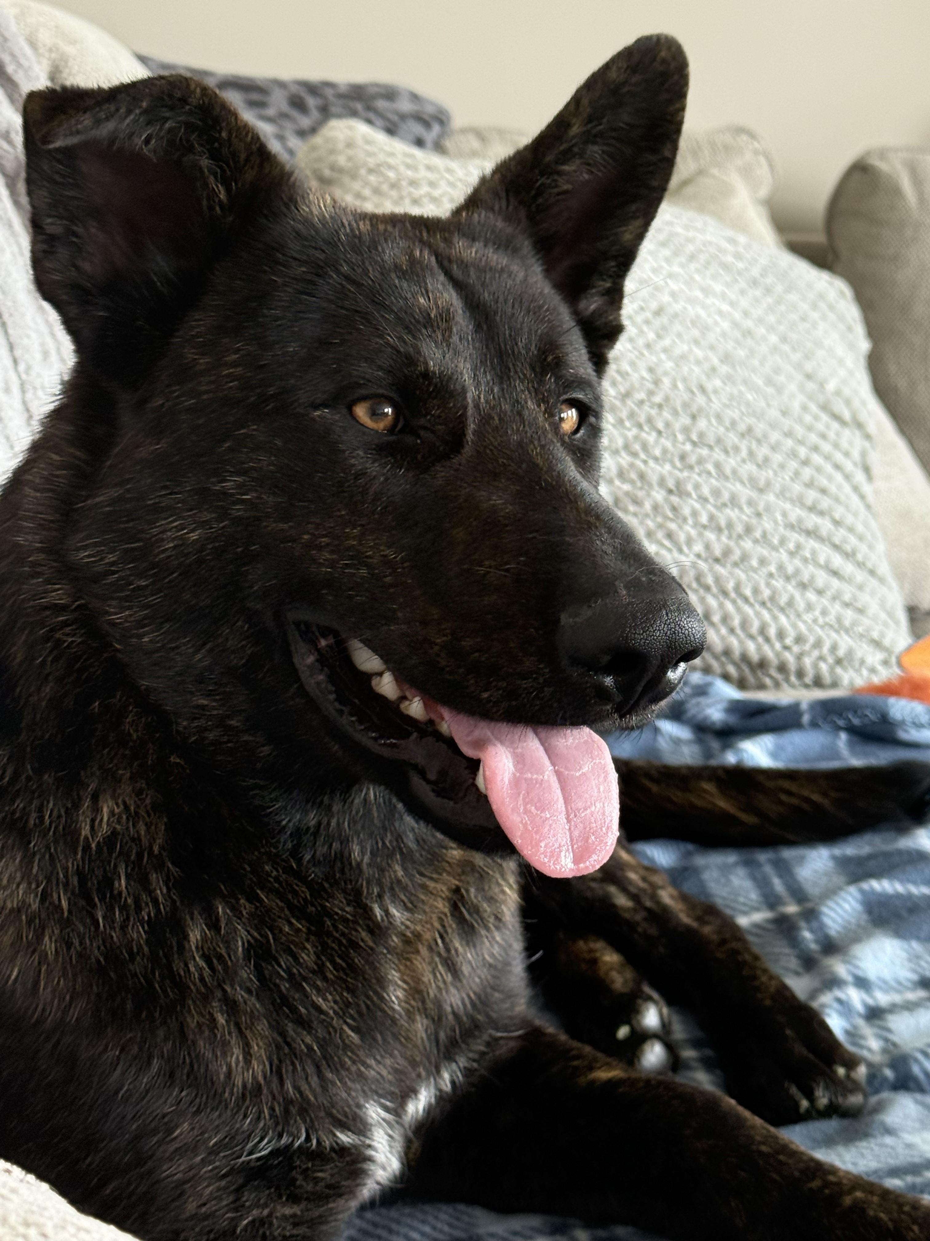 Sherman, ADOPTABLE, Young Male Shepherd.