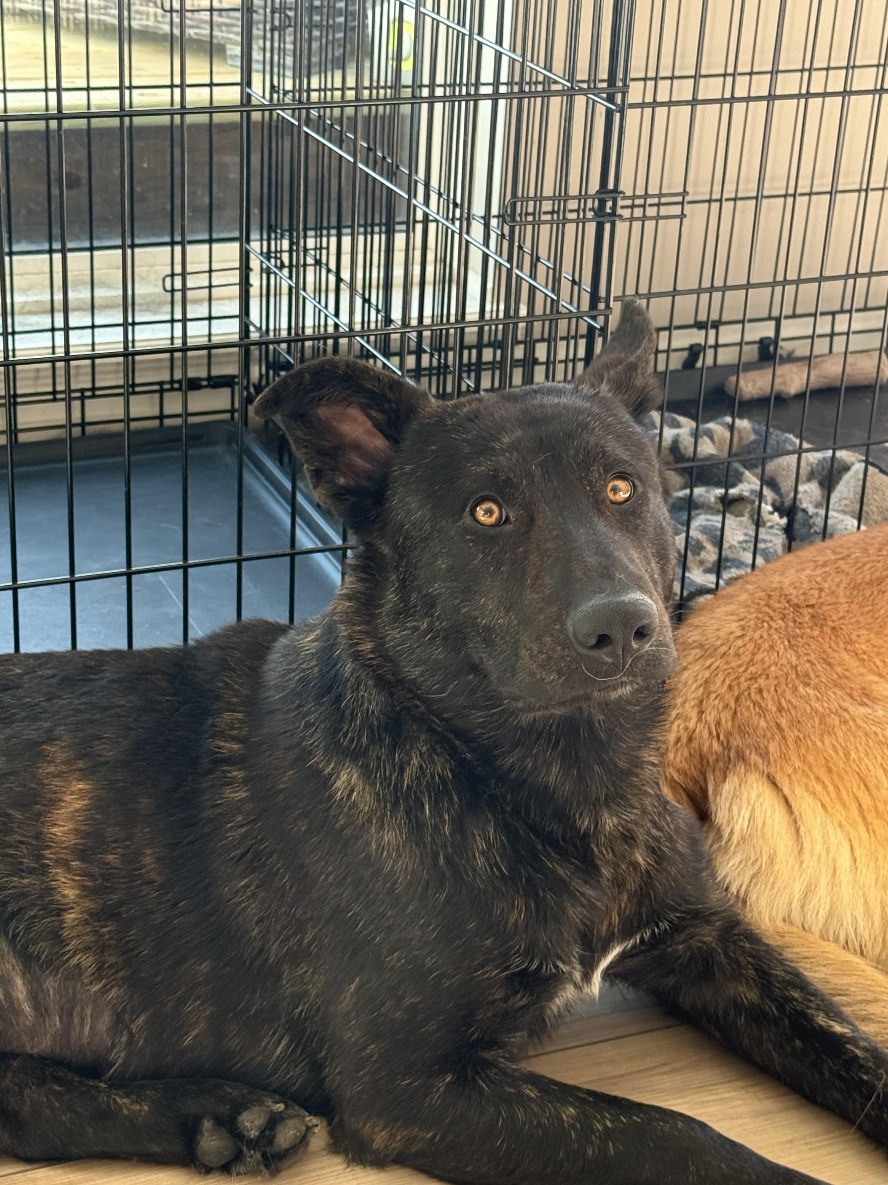 Enlarge Sherman, a ADOPTABLE mixed breed in Lincoln, NE image 2/4