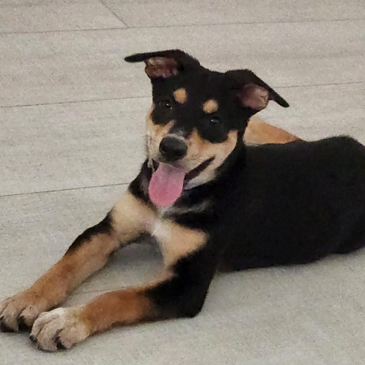 LiLAC, ADOPTABLE, Puppy Female Australian Cattle Dog / Blue Heeler & Shepherd.