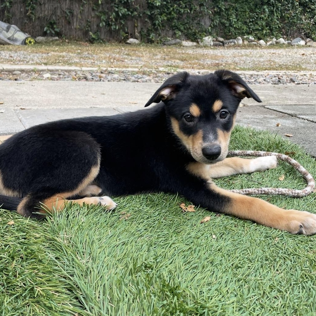 LiLAC, a ADOPTABLE mixed breed in Carlsbad, CA image 5/6