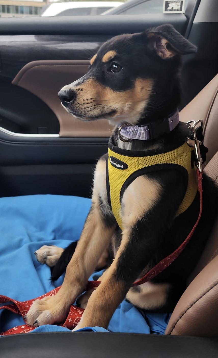 LiLAC, a ADOPTABLE mixed breed in Carlsbad, CA image 6/6
