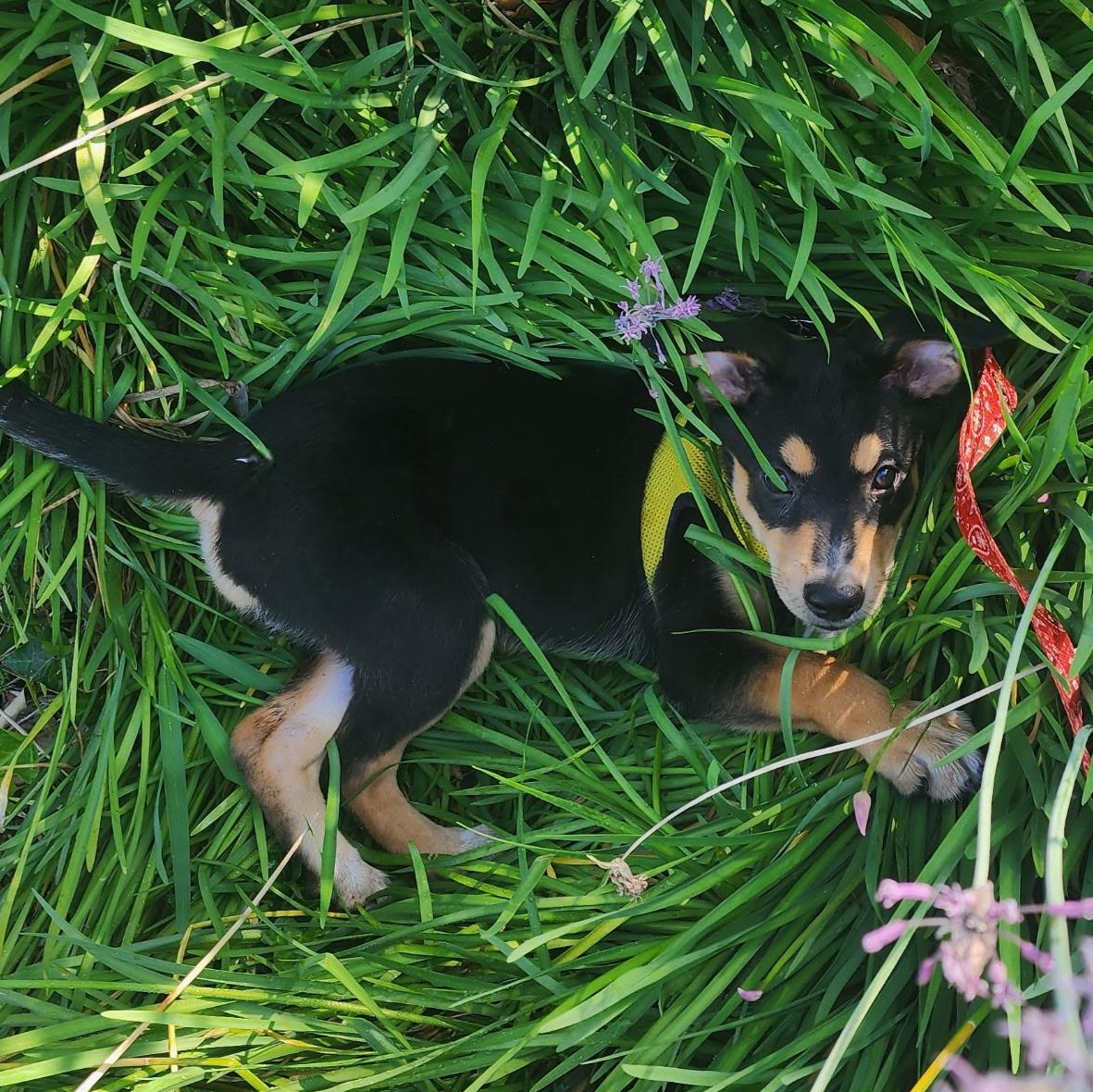 LiLAC, a ADOPTABLE mixed breed in Carlsbad, CA image 2/6