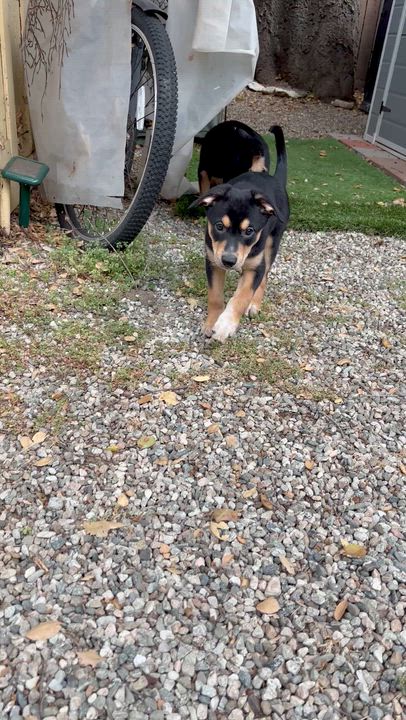 Enlarge LiLAC, a ADOPTABLE mixed breed in Carlsbad, CA video 3/6